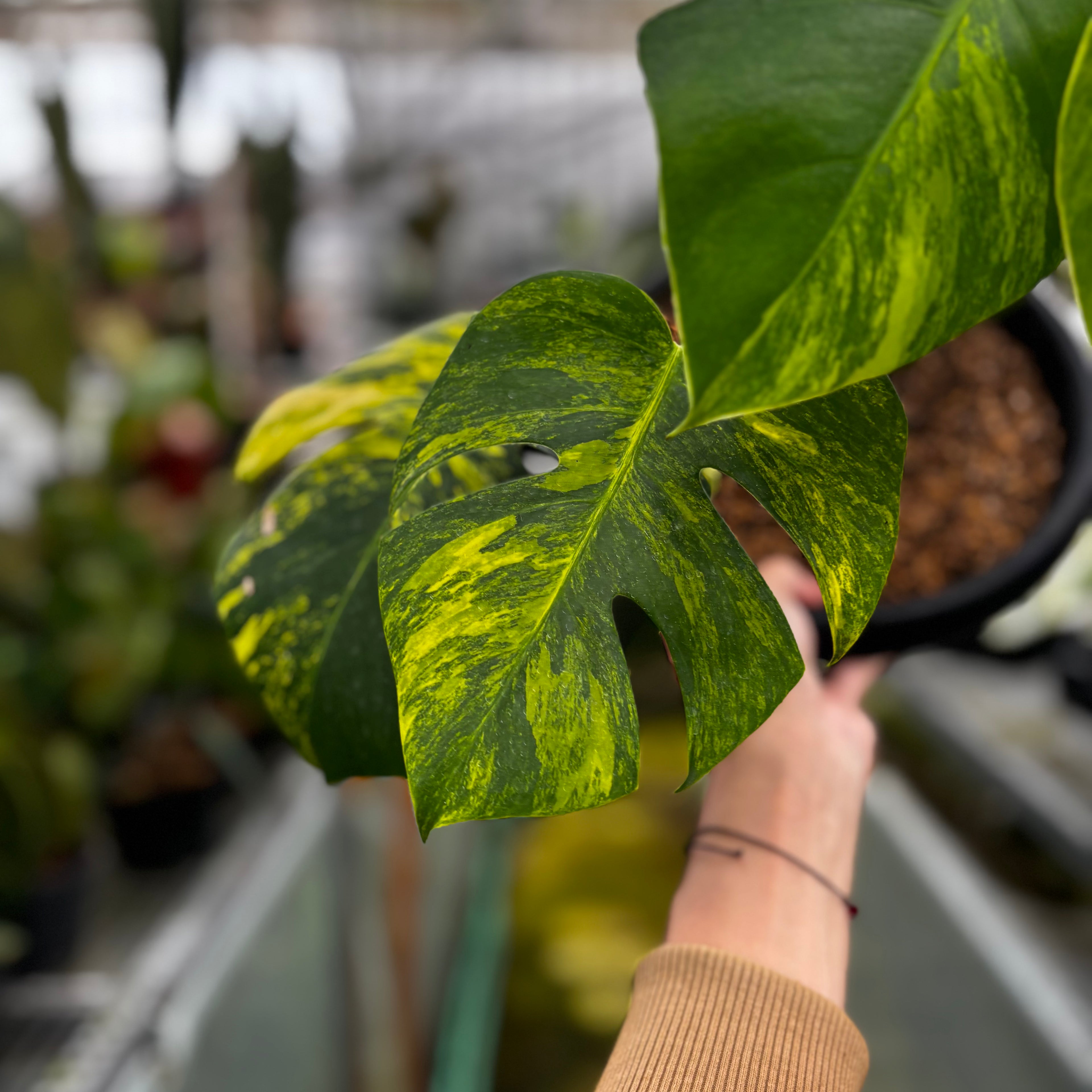 RP018-7 Monstera yellow variegated "Marmorata"