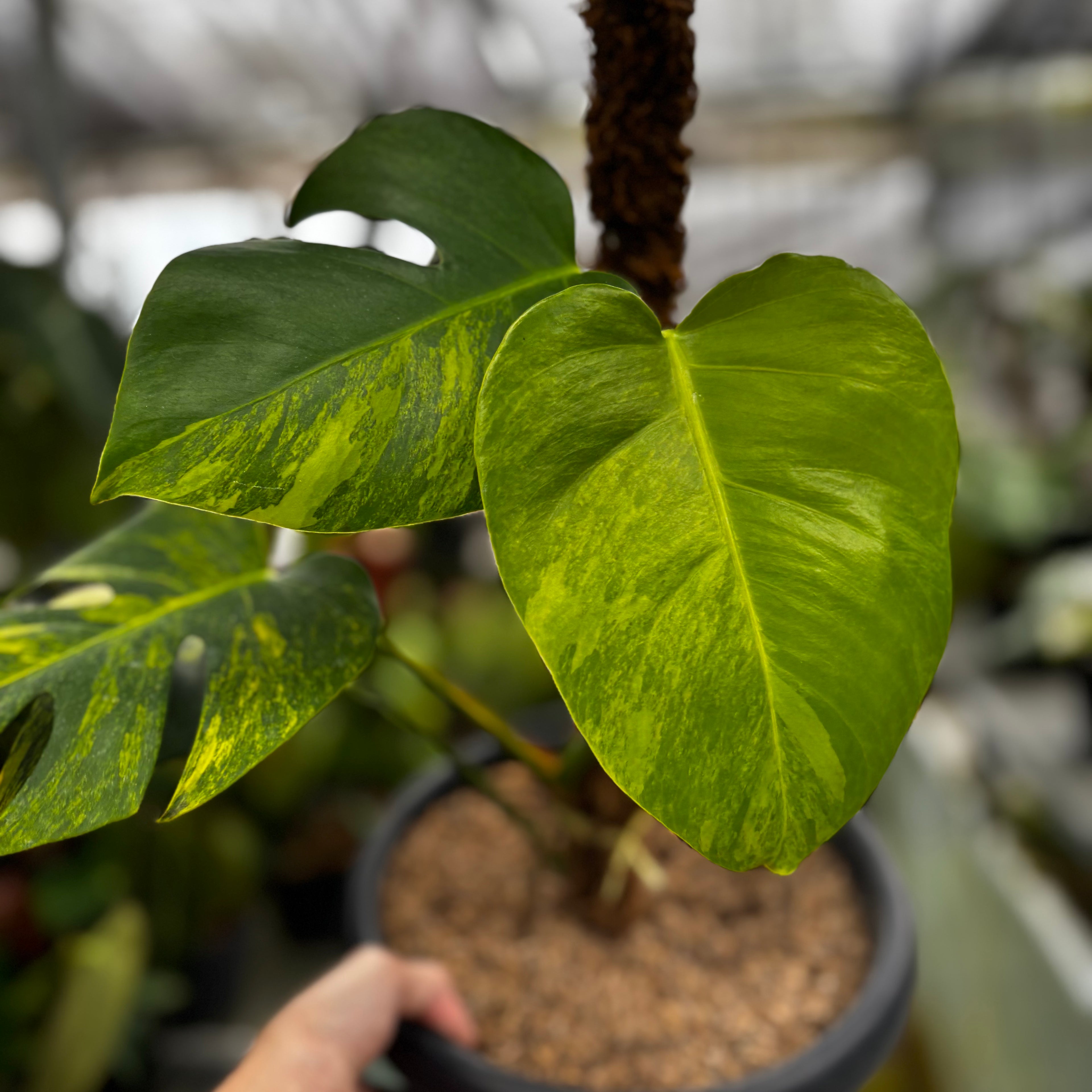 RP018-7 Monstera yellow variegated "Marmorata"