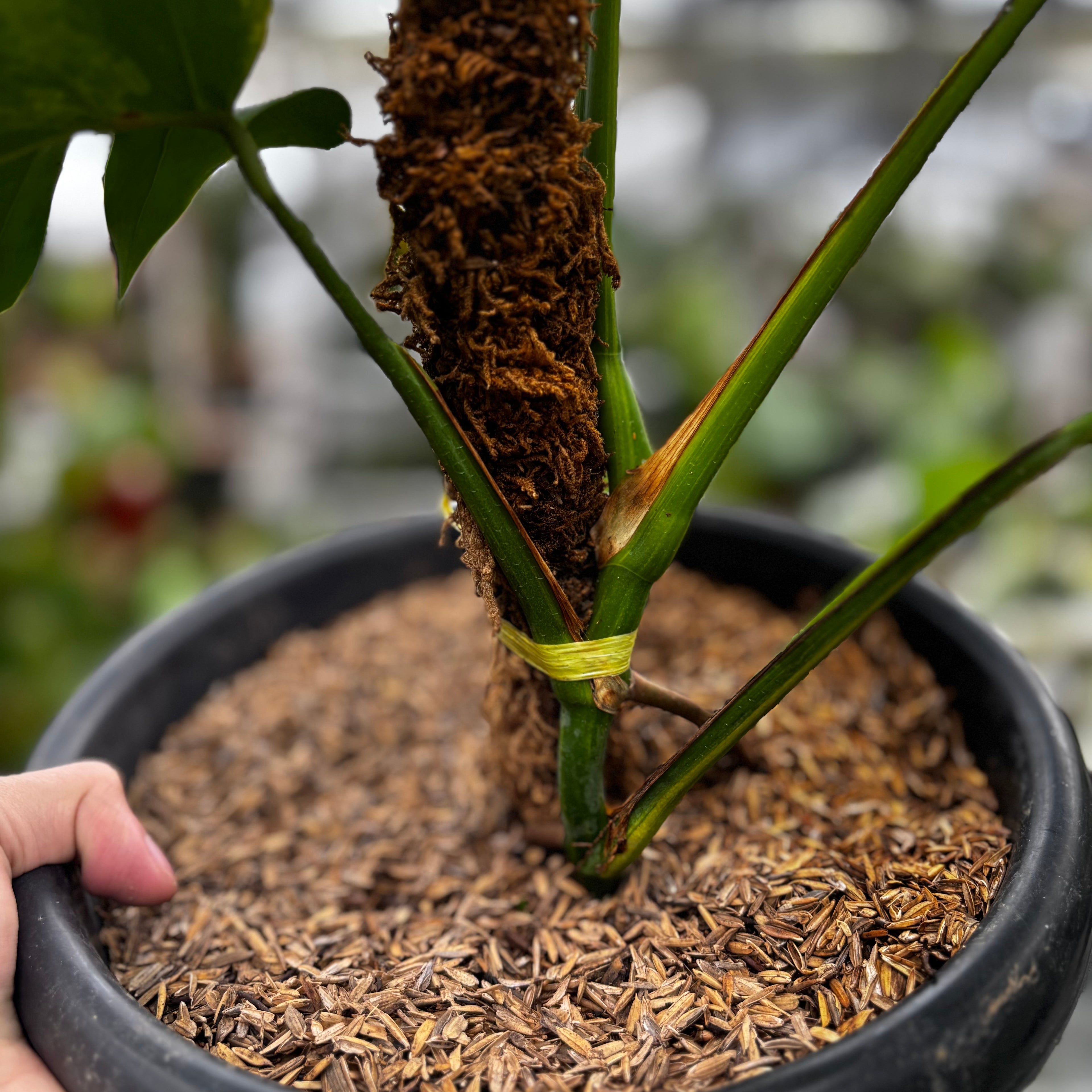 RP018-7 Monstera yellow variegated "Marmorata"