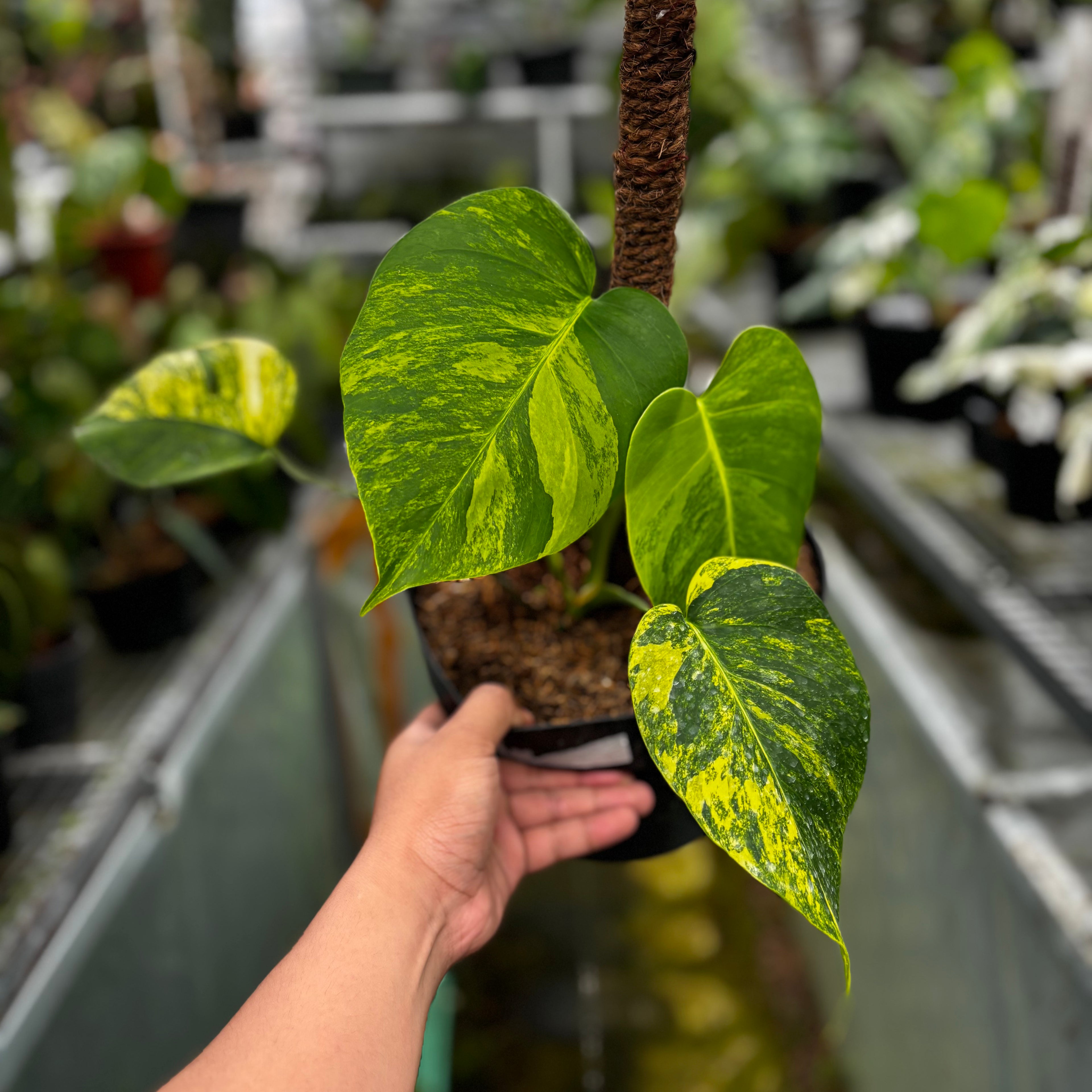 RP019-7 Monstera yellow variegated "Marmorata"