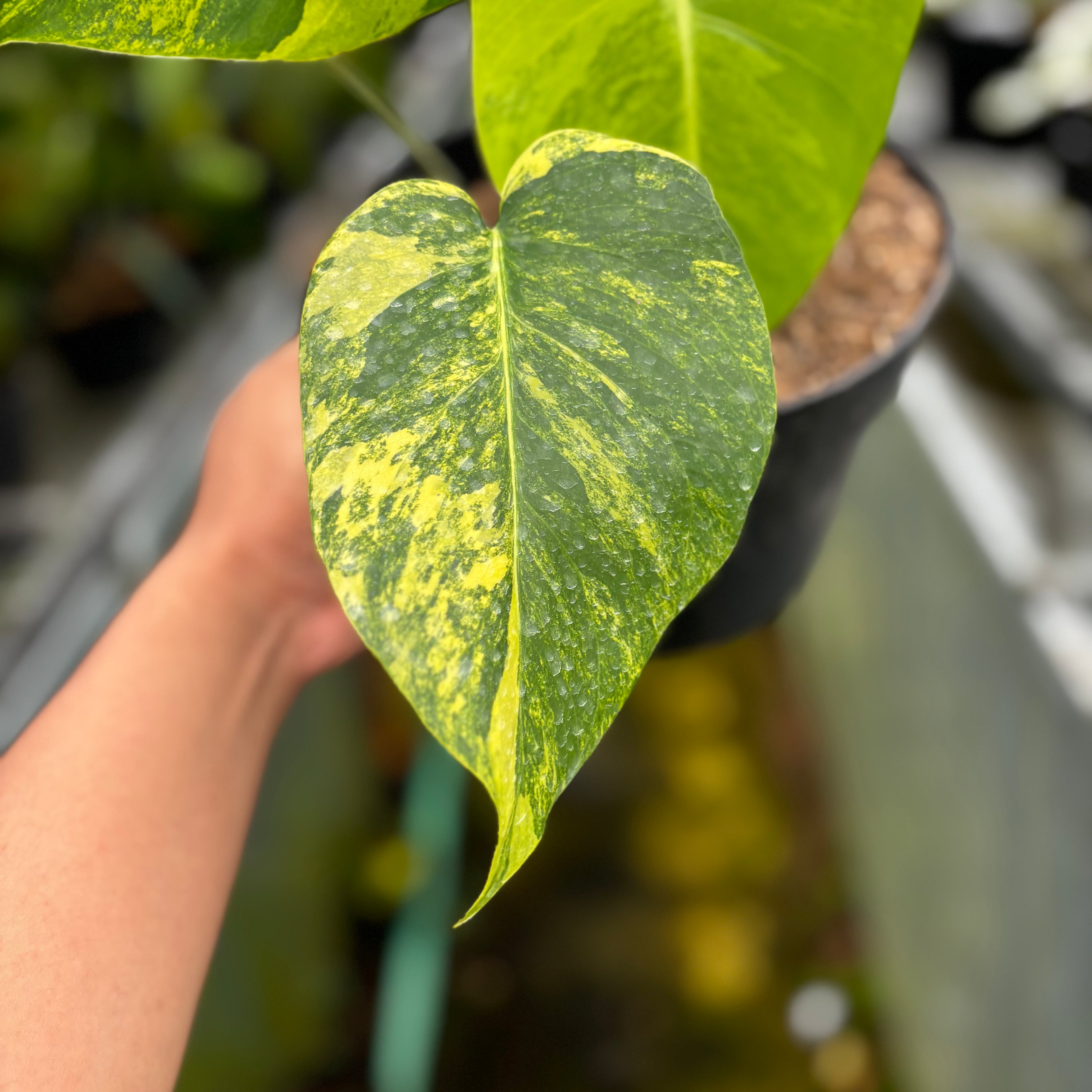 RP019-7 Monstera yellow variegated "Marmorata"