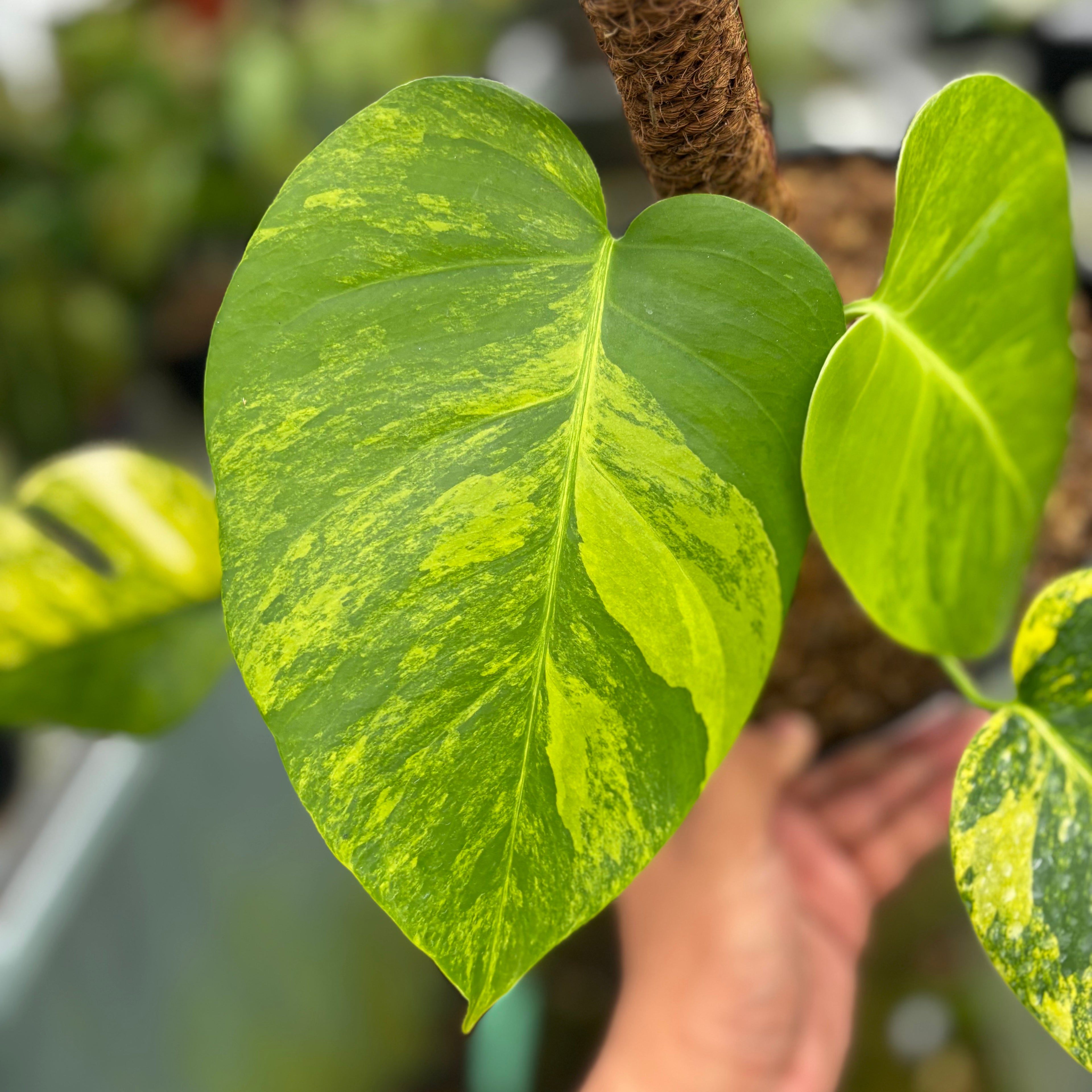 RP019-7 Monstera yellow variegated "Marmorata"