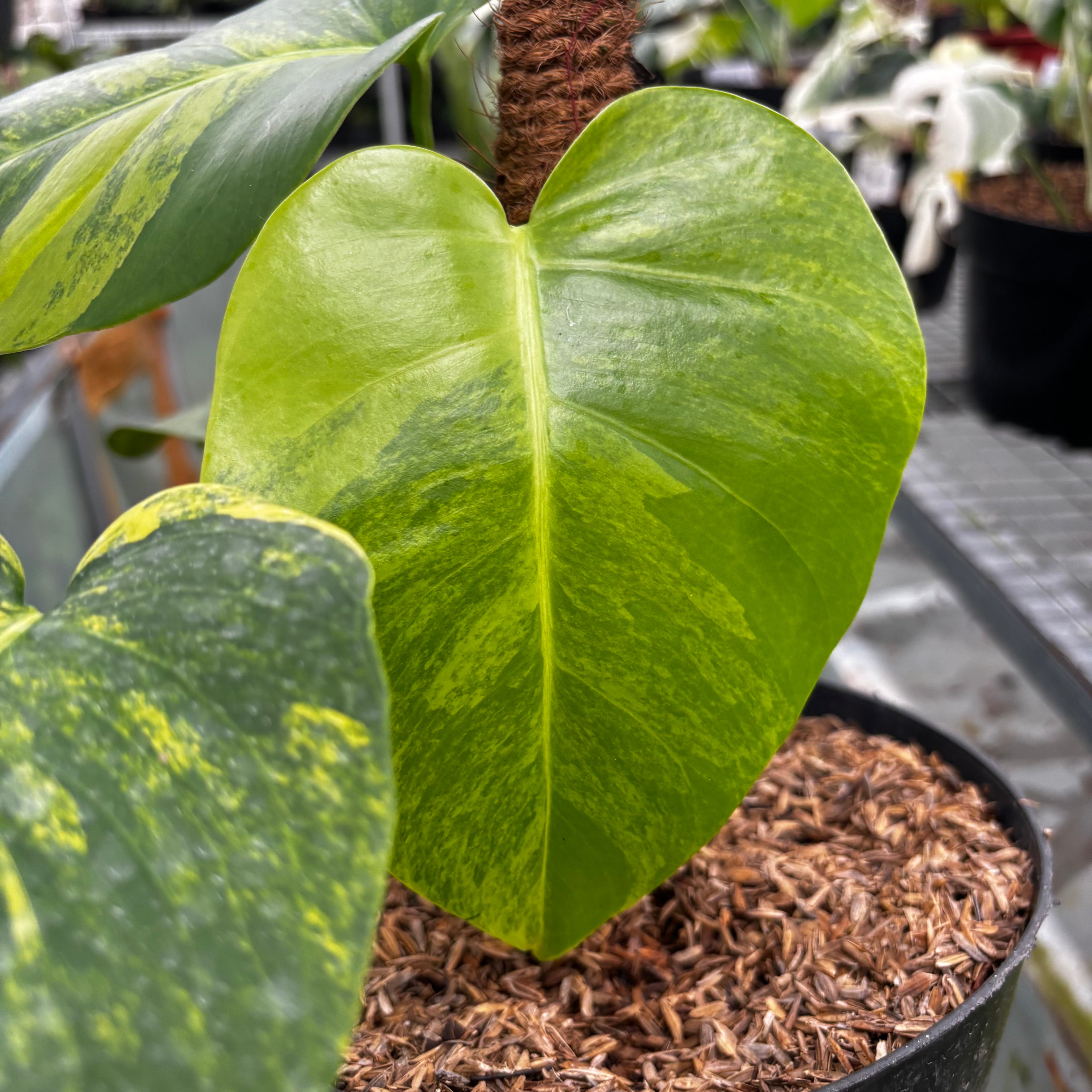 RP019-7 Monstera yellow variegated "Marmorata"
