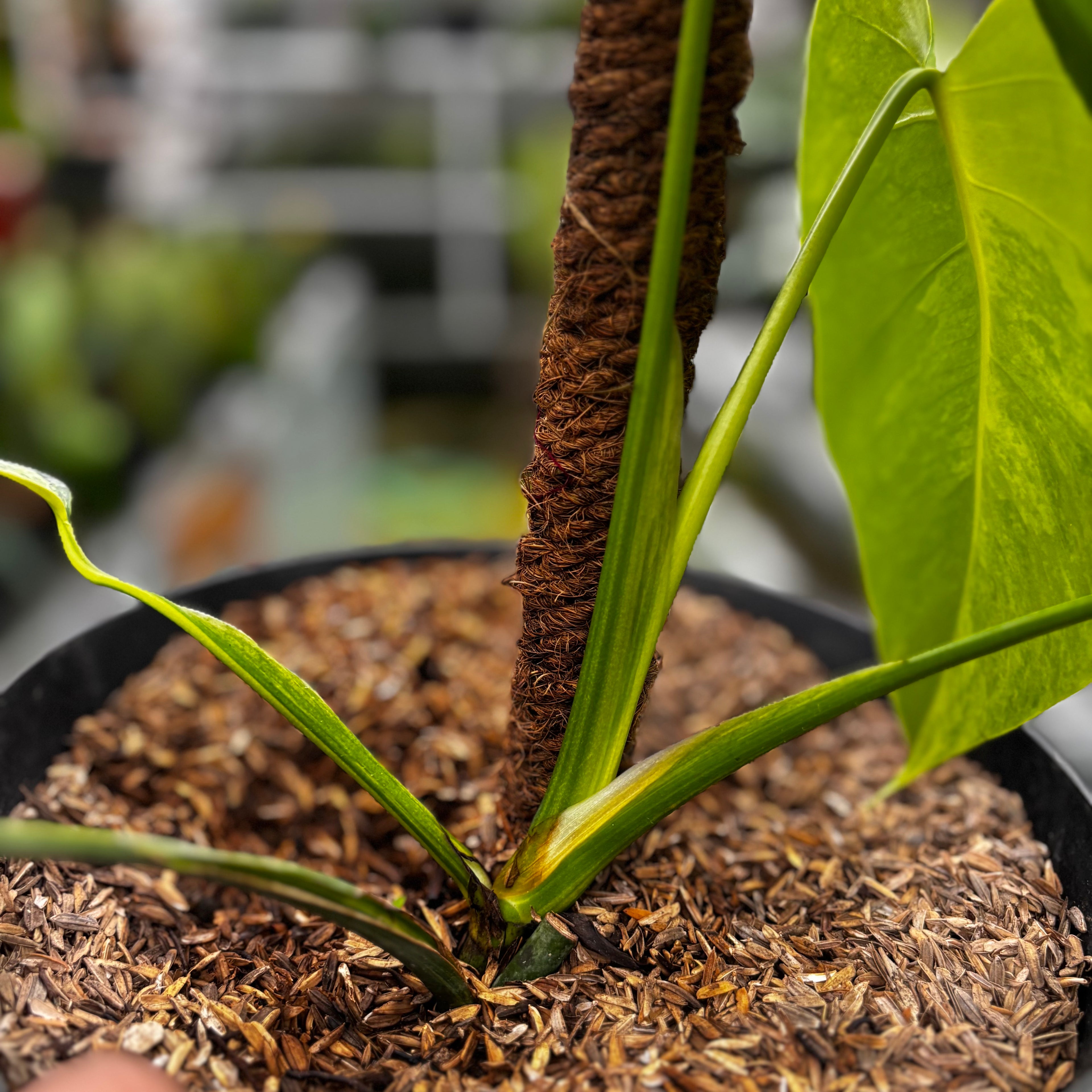 RP019-7 Monstera yellow variegated "Marmorata"