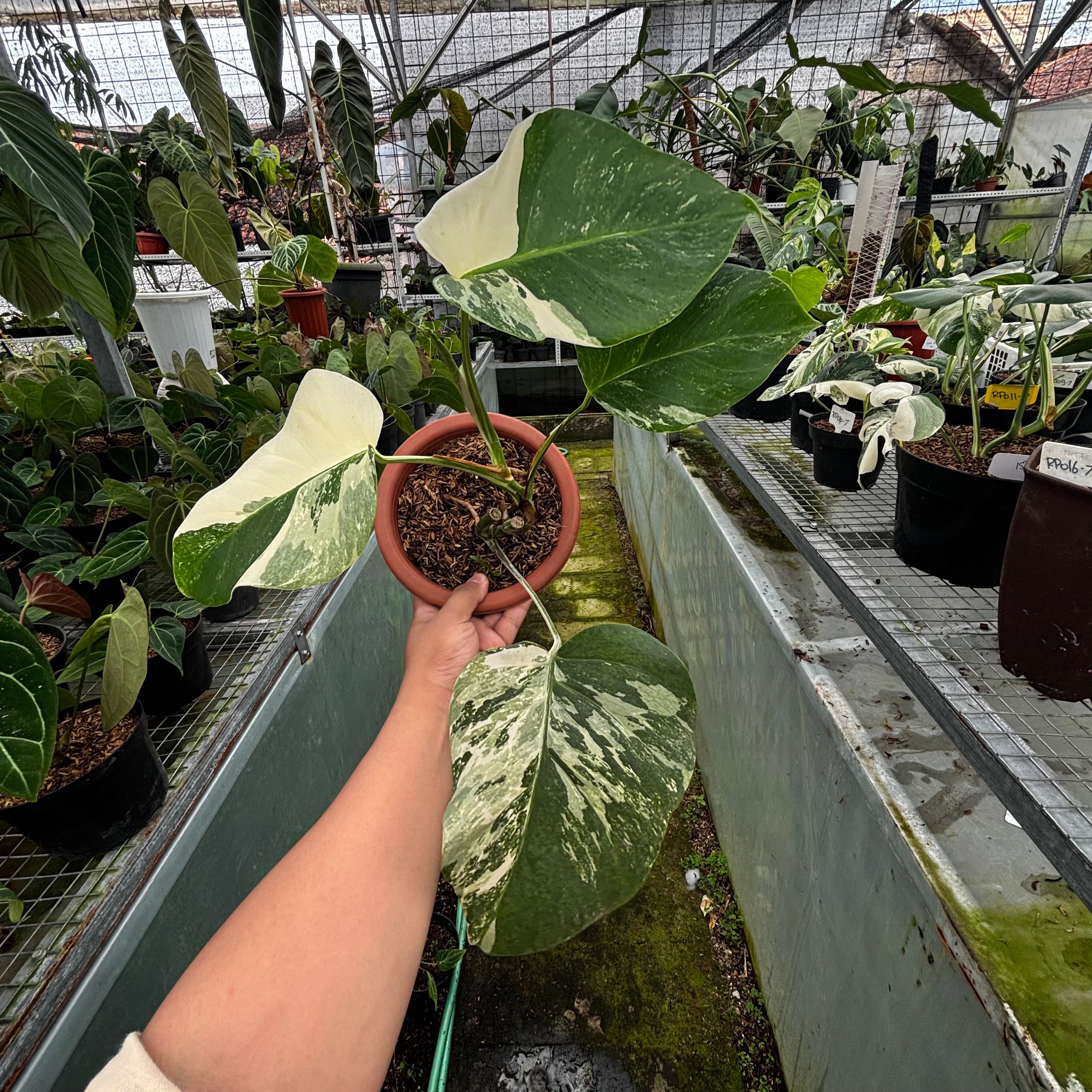 RP020-7 Monstera Albo Variegated