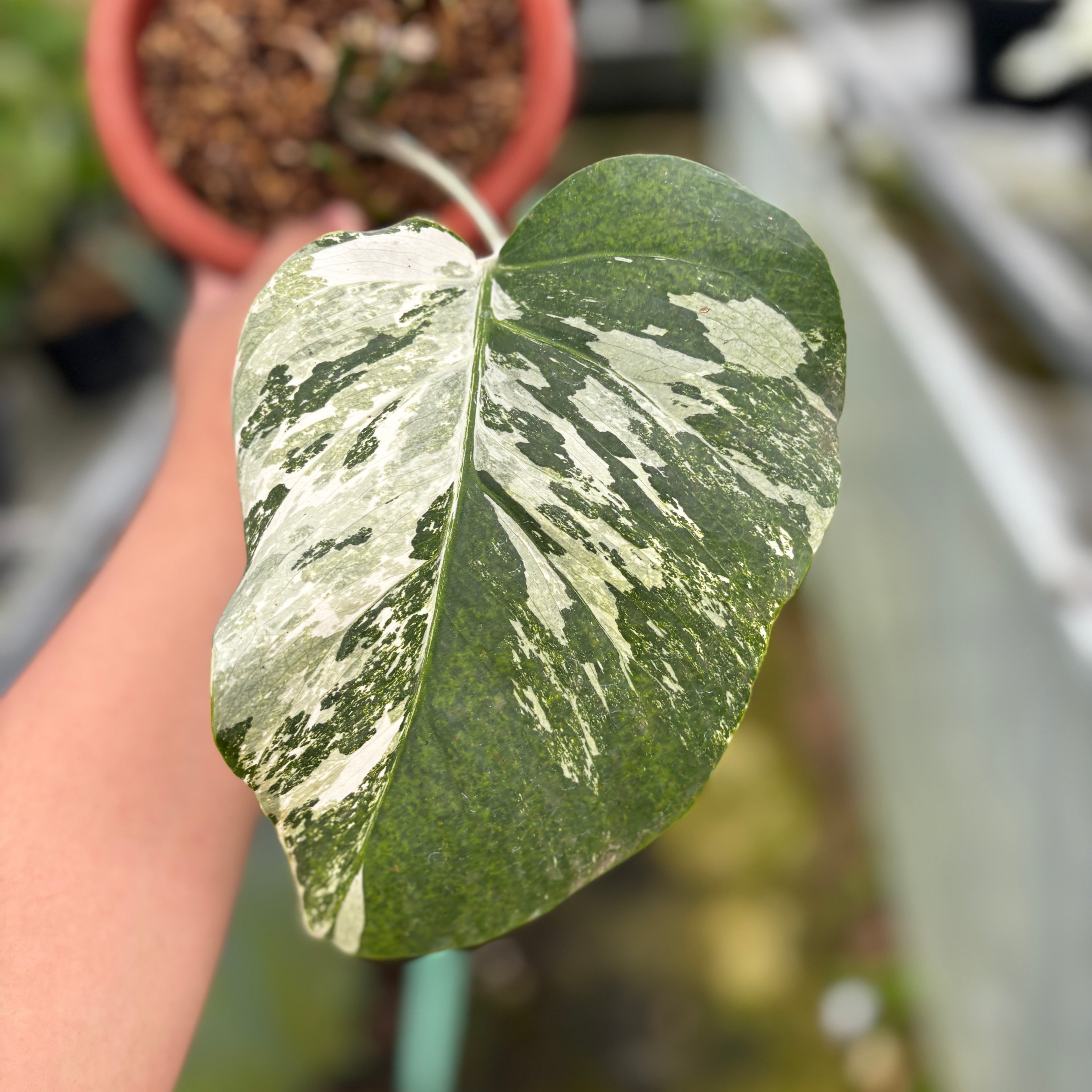 RP020-7 Monstera Albo Variegated