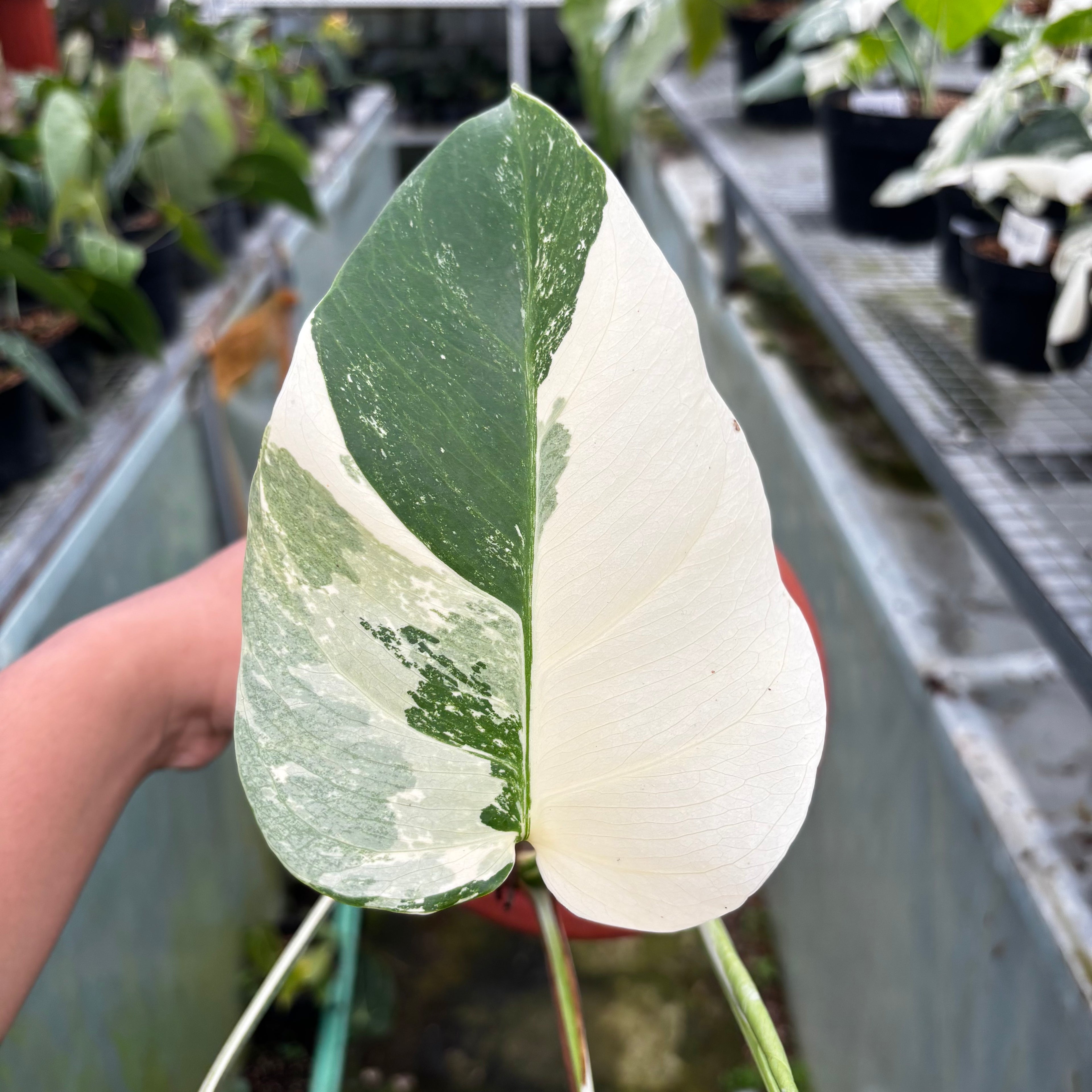 RP020-7 Monstera Albo Variegated