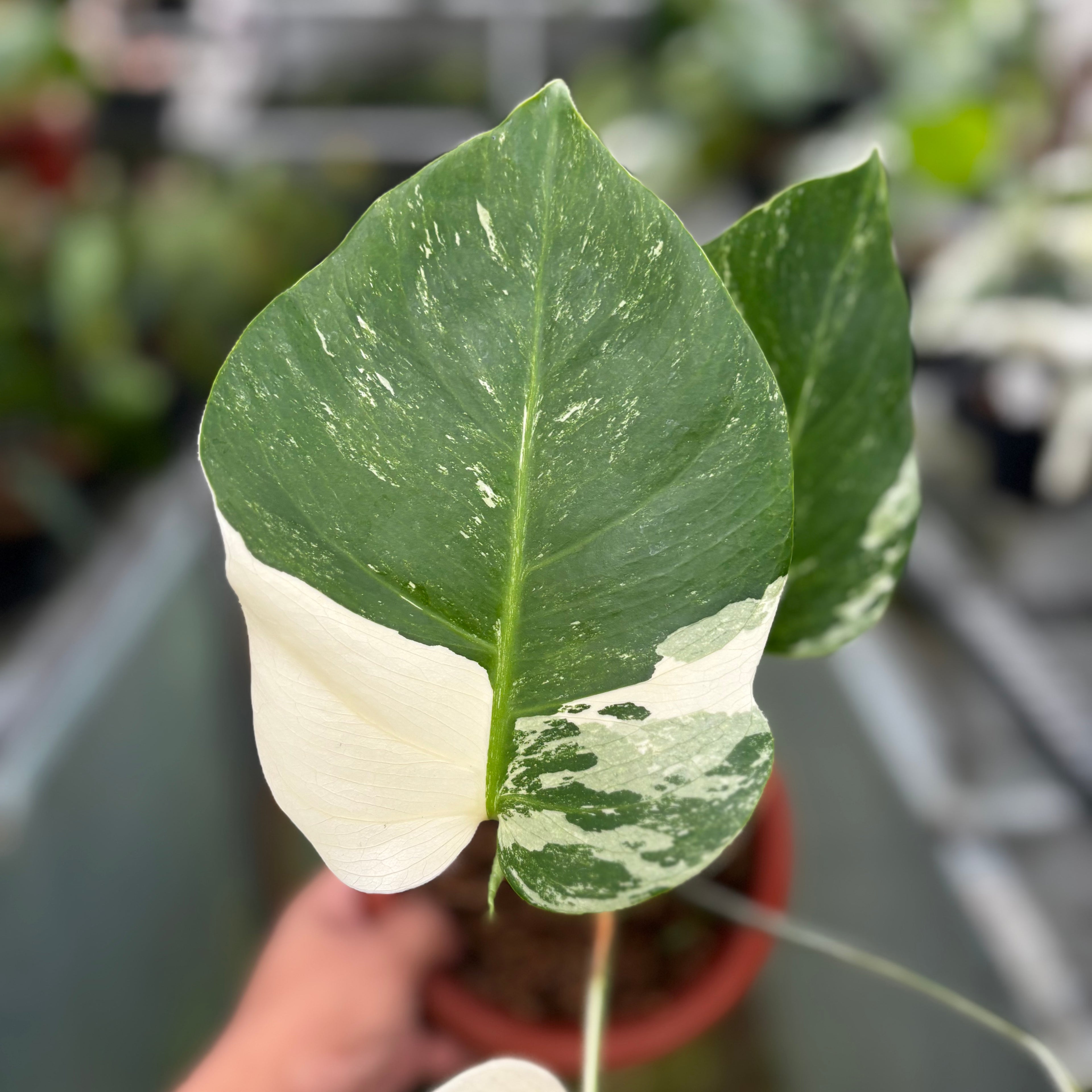 RP020-7 Monstera Albo Variegated