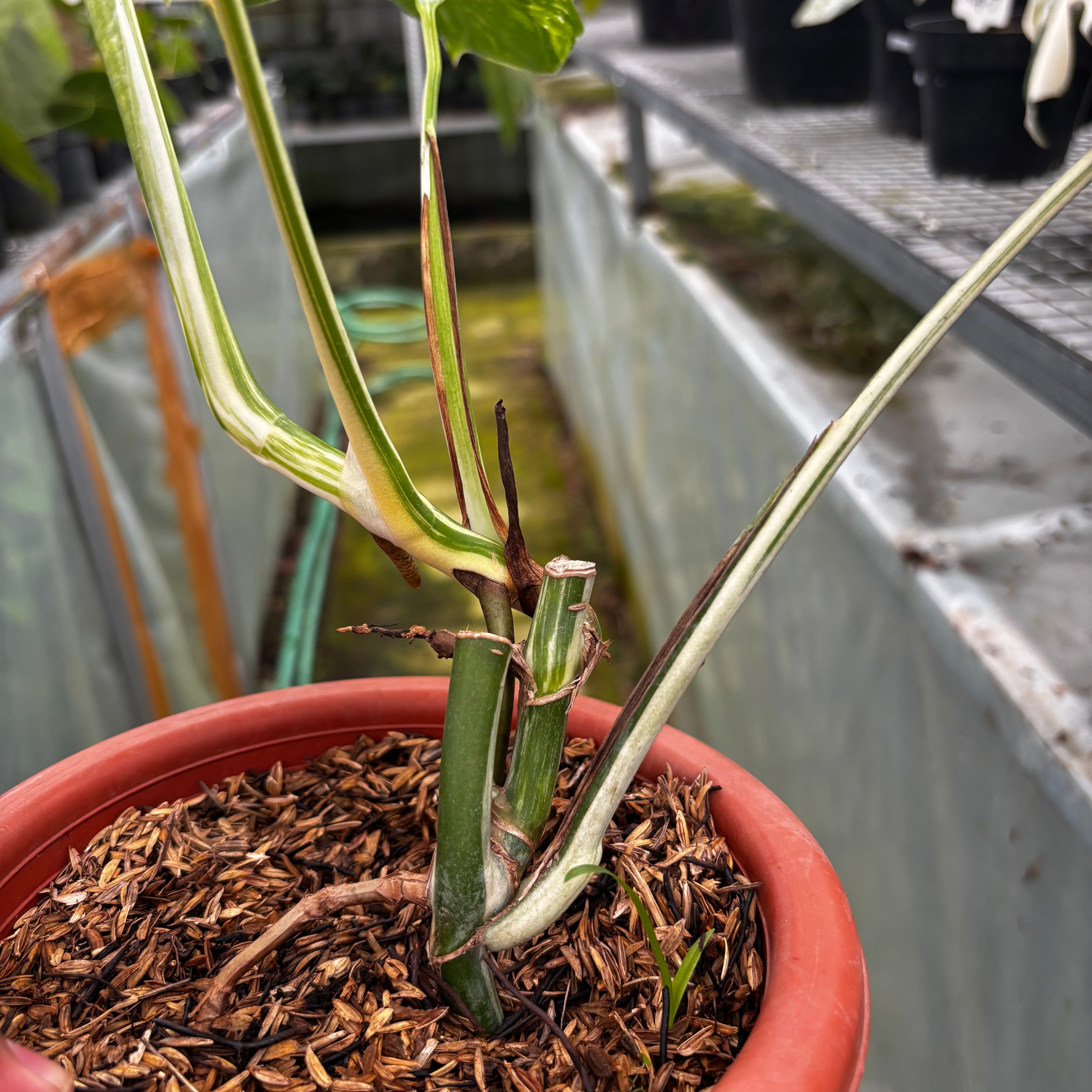 RP020-7 Monstera Albo Variegated