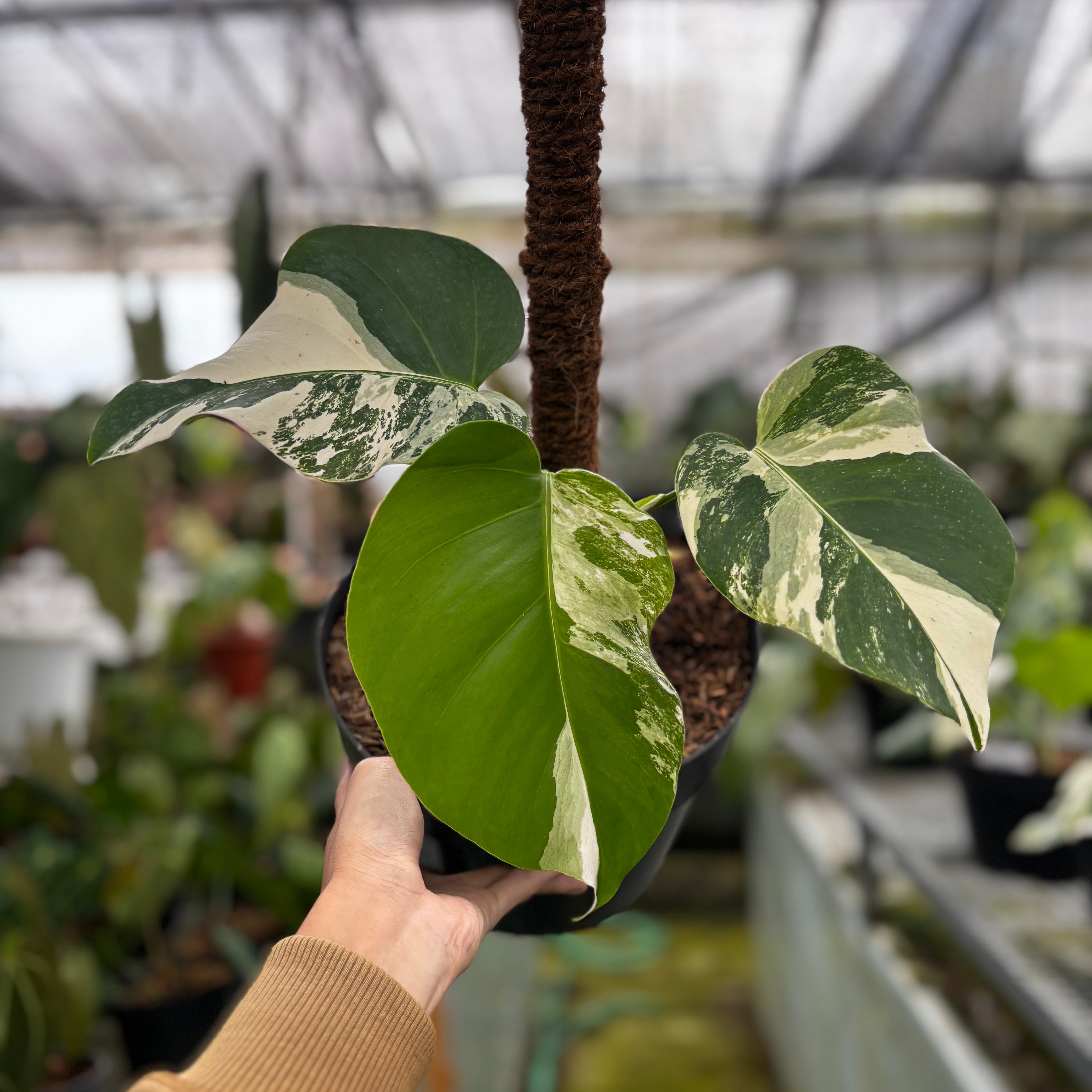 RP022-7 Monstera Albo Variegated