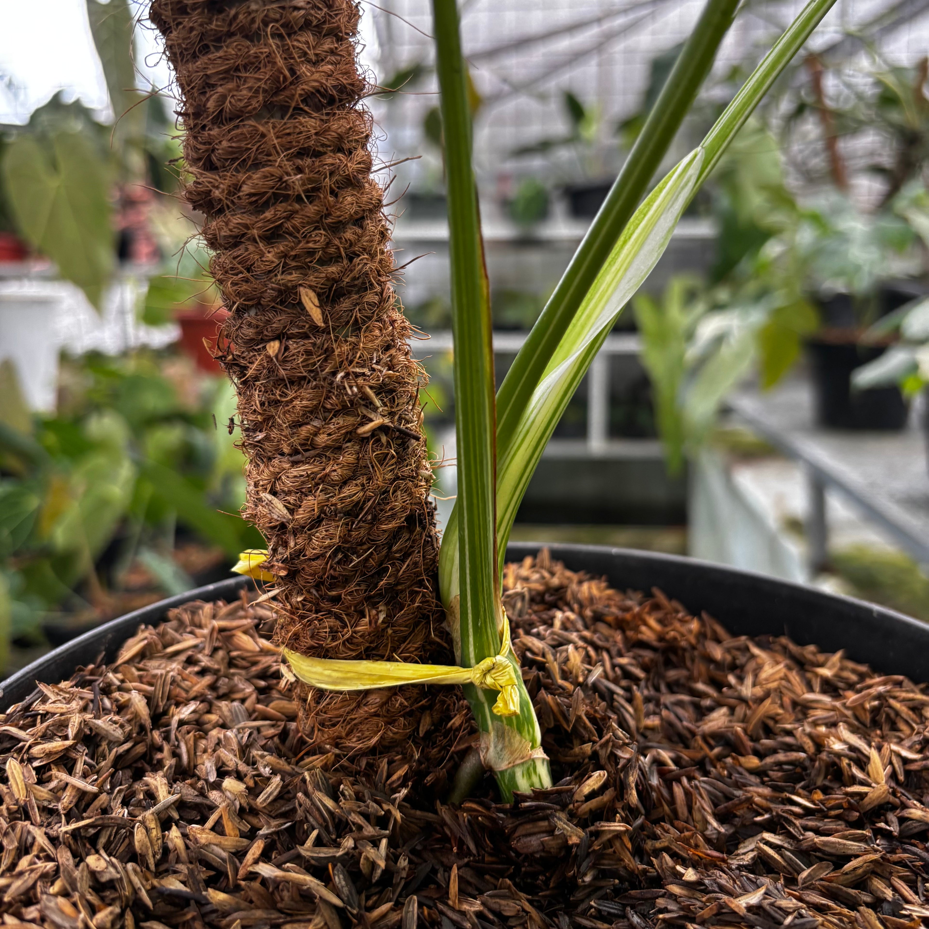 RP022-7 Monstera Albo Variegated