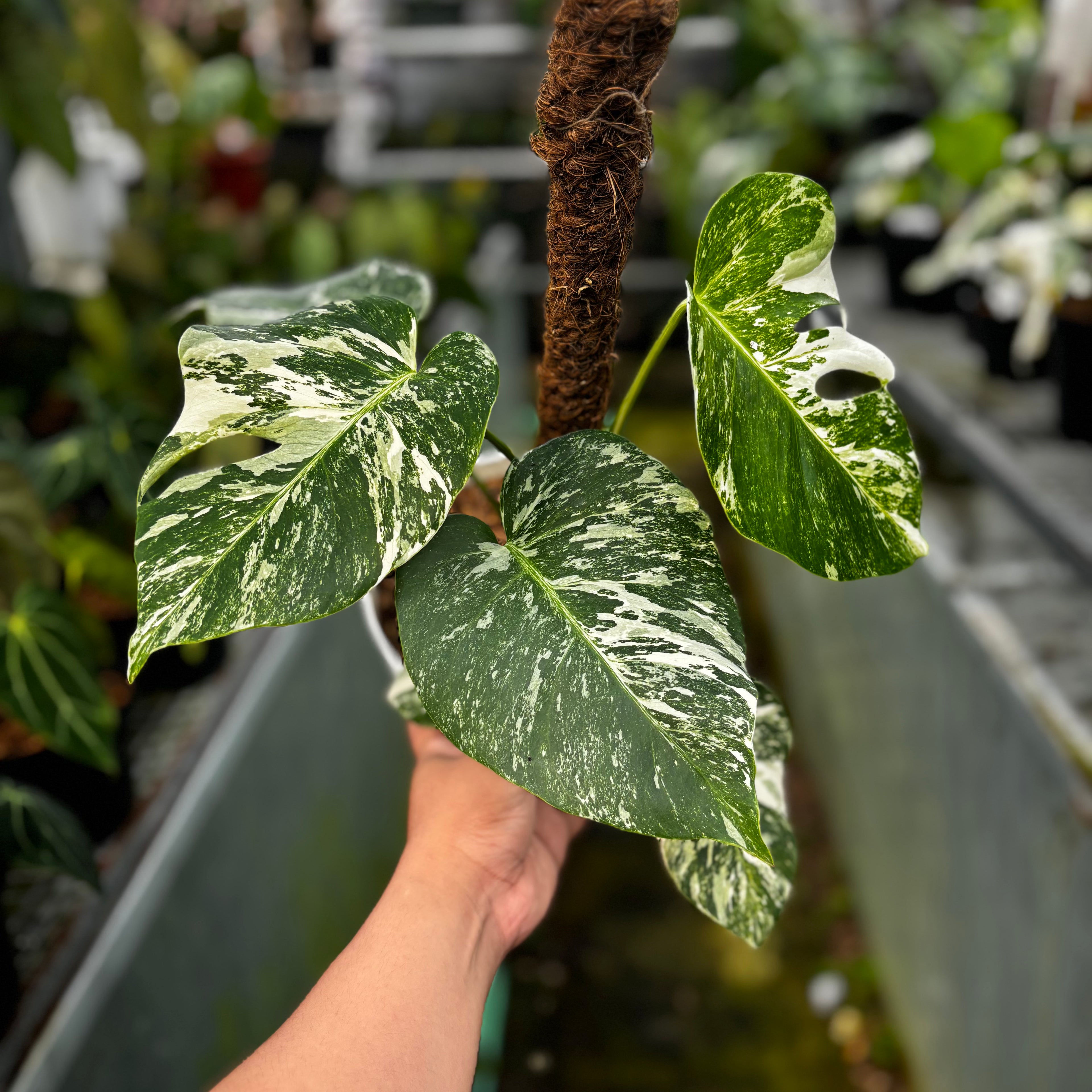 RP024-7 Monstera Albo Variegated