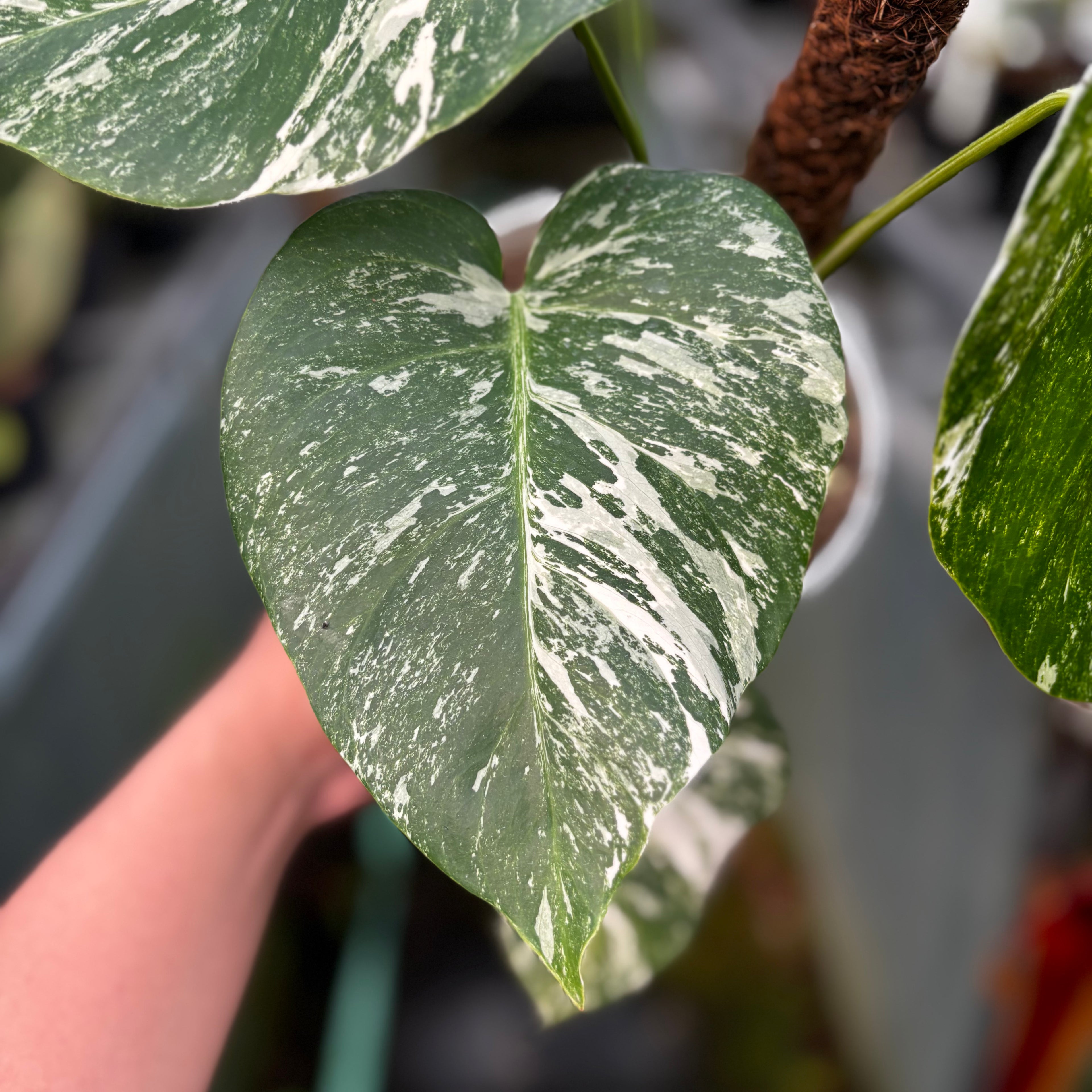 RP024-7 Monstera Albo Variegated