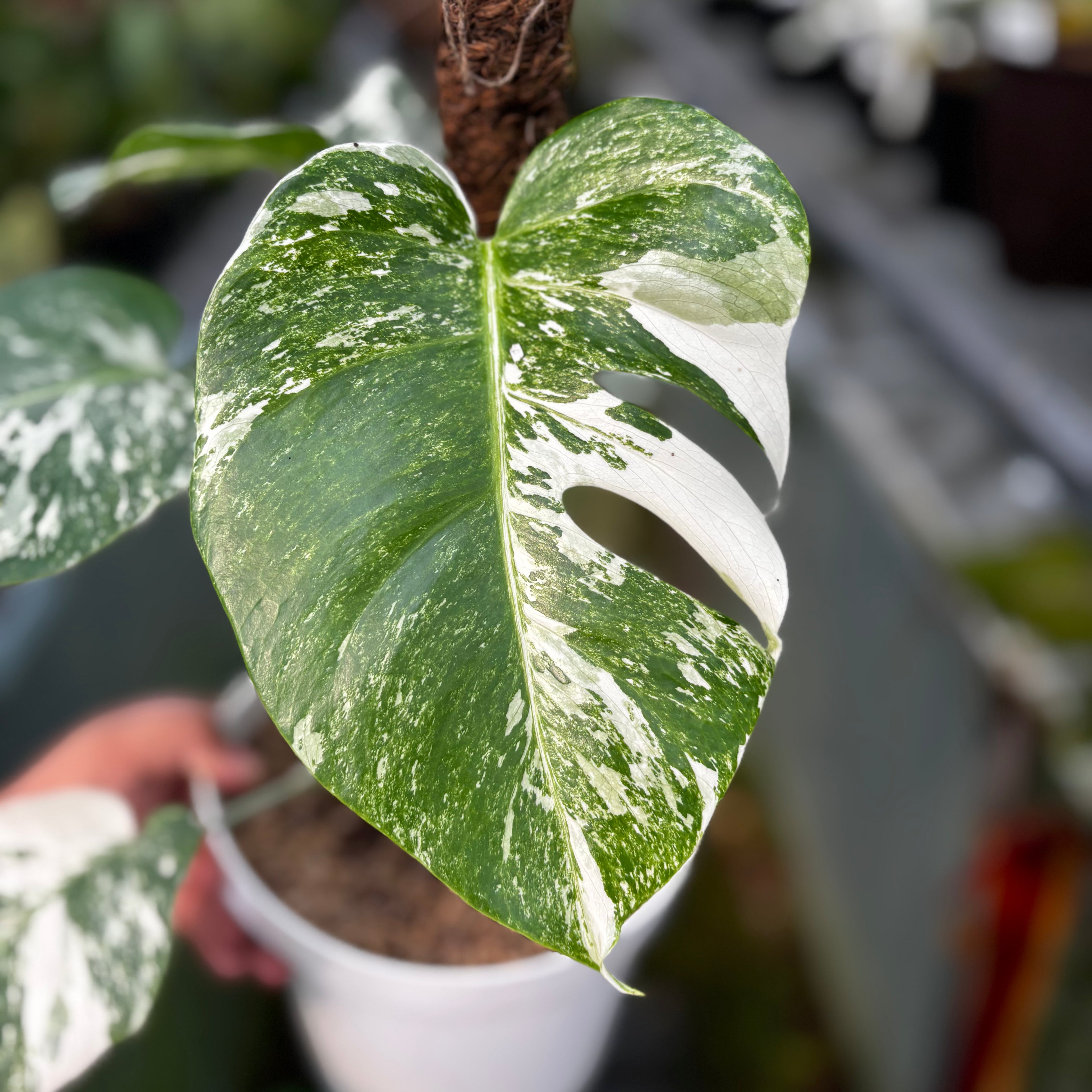 RP024-7 Monstera Albo Variegated