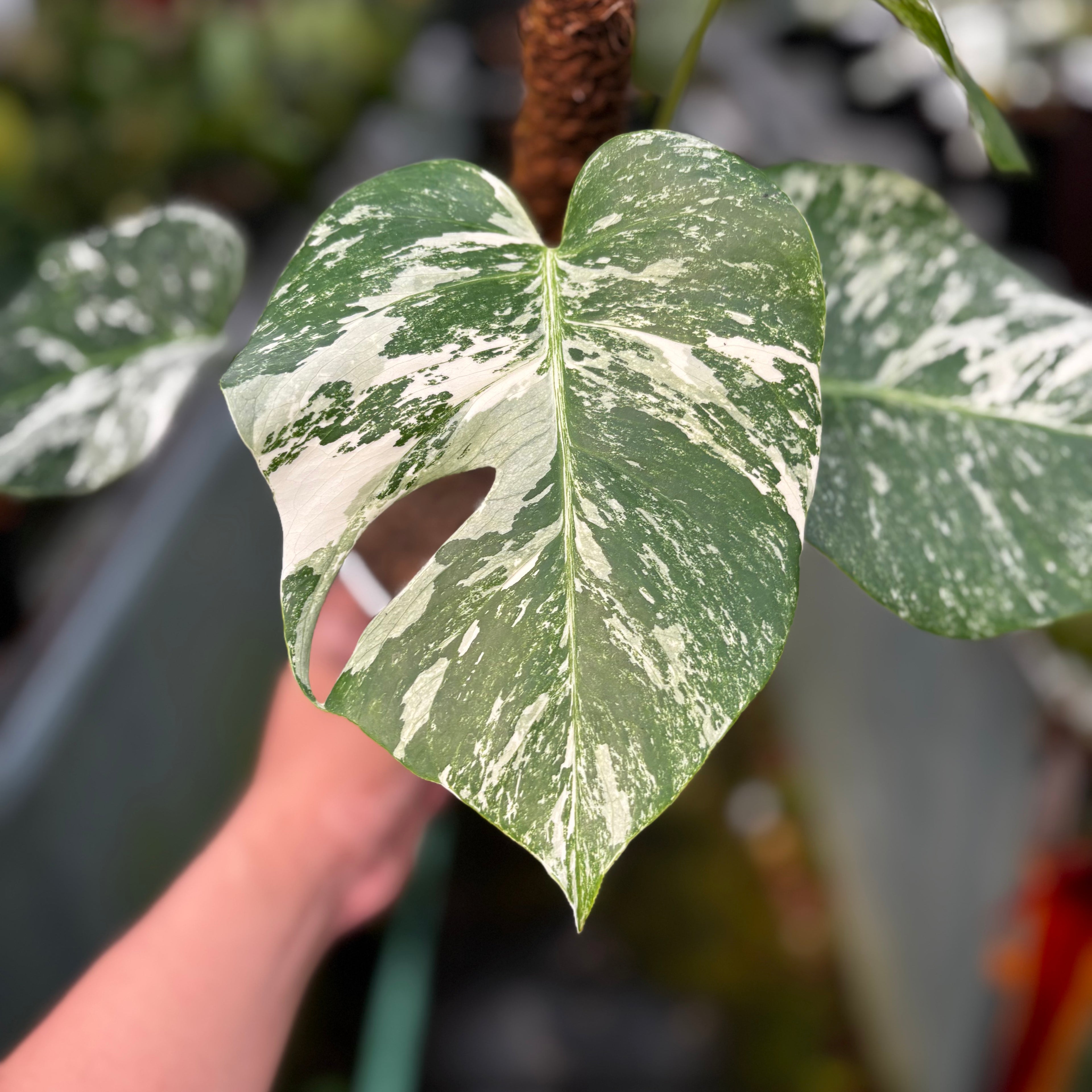 RP024-7 Monstera Albo Variegated