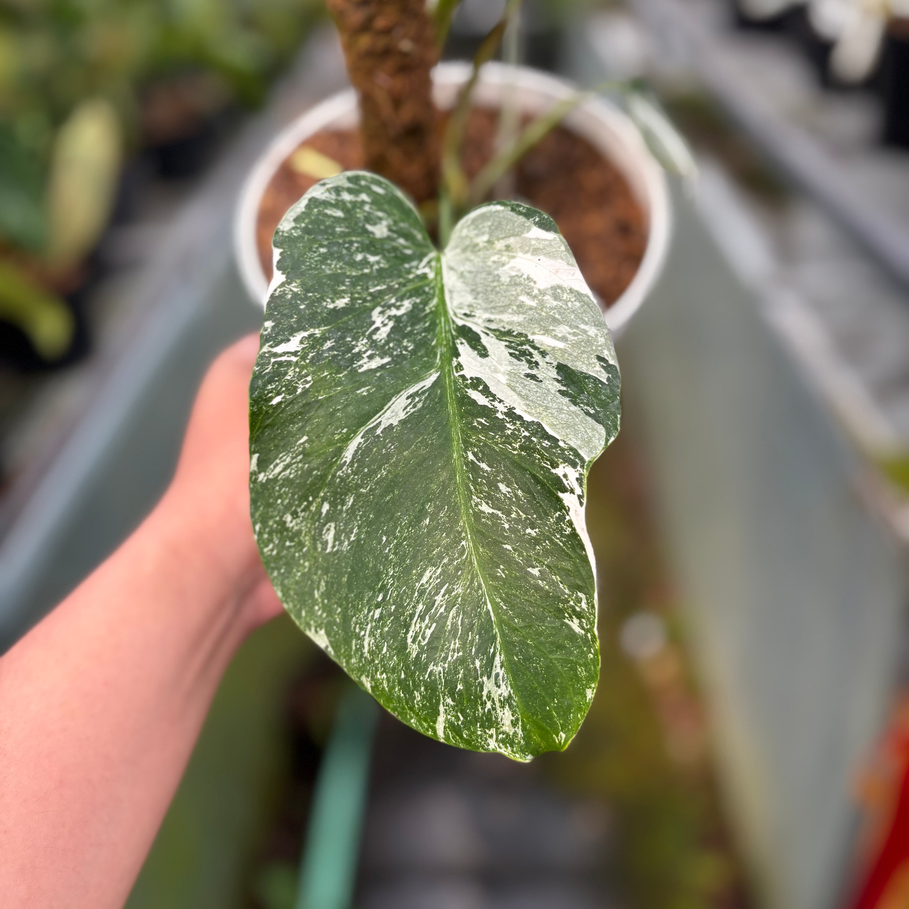 RP024-7 Monstera Albo Variegated