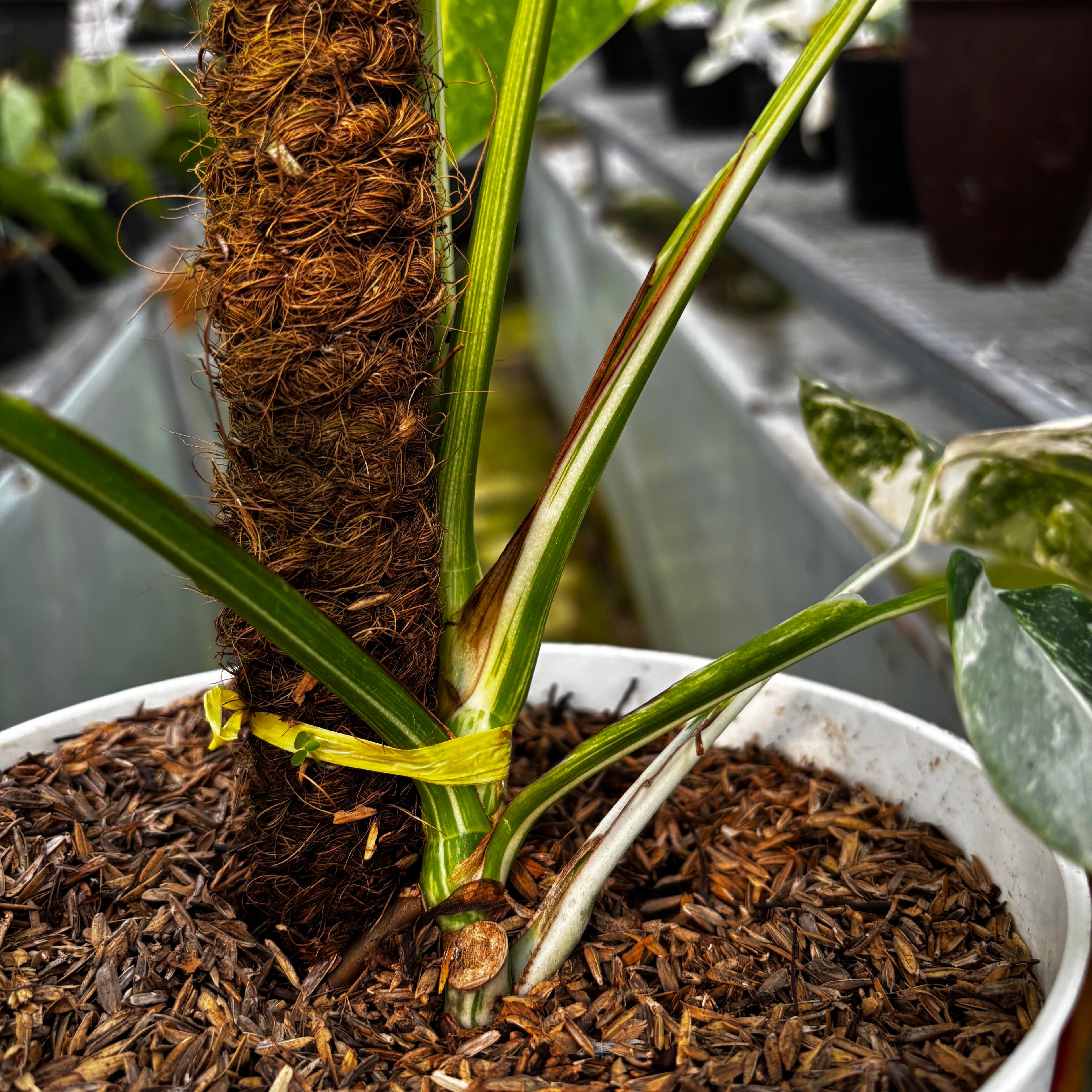 RP024-7 Monstera Albo Variegated