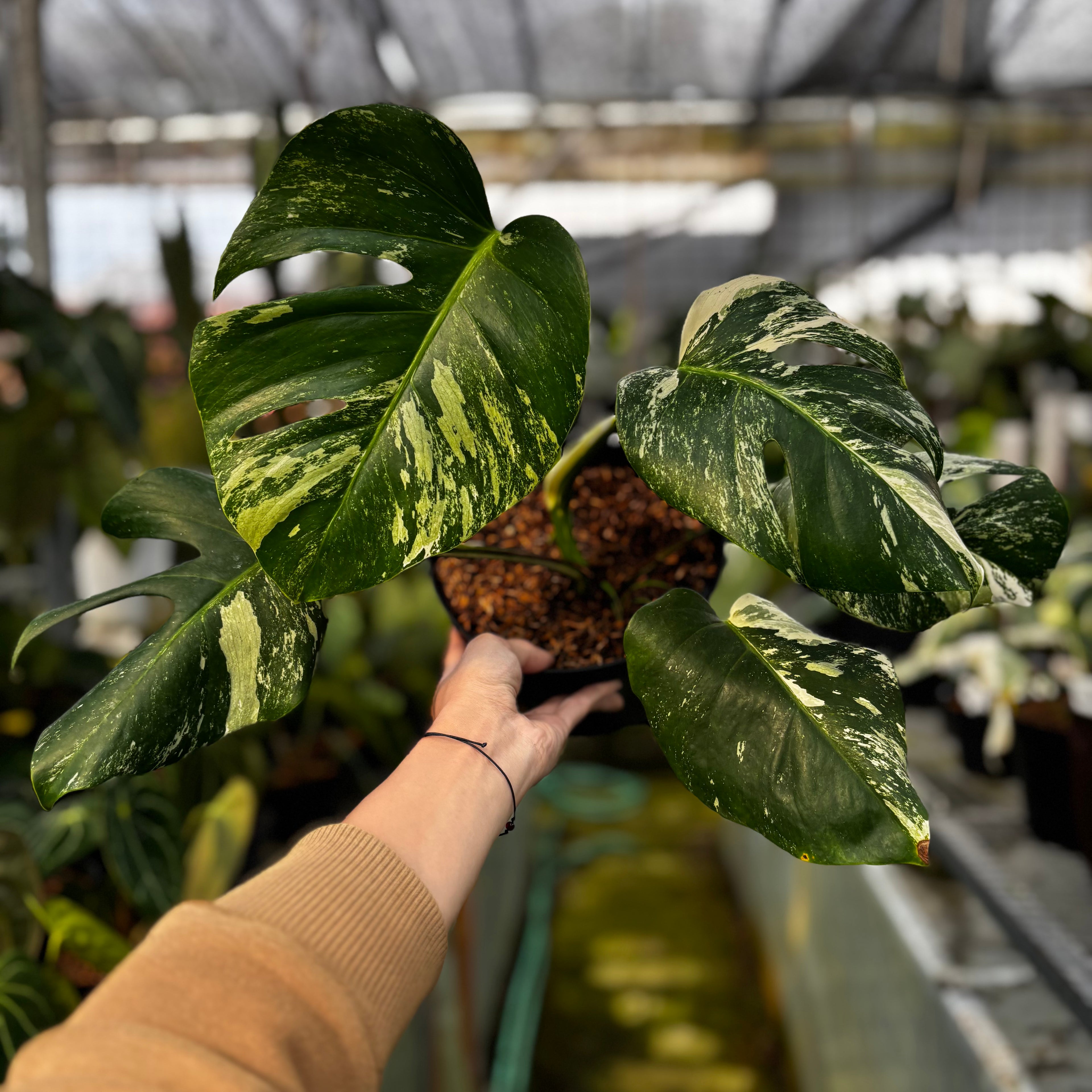 RP025-7 Monstera Albo Variegated
