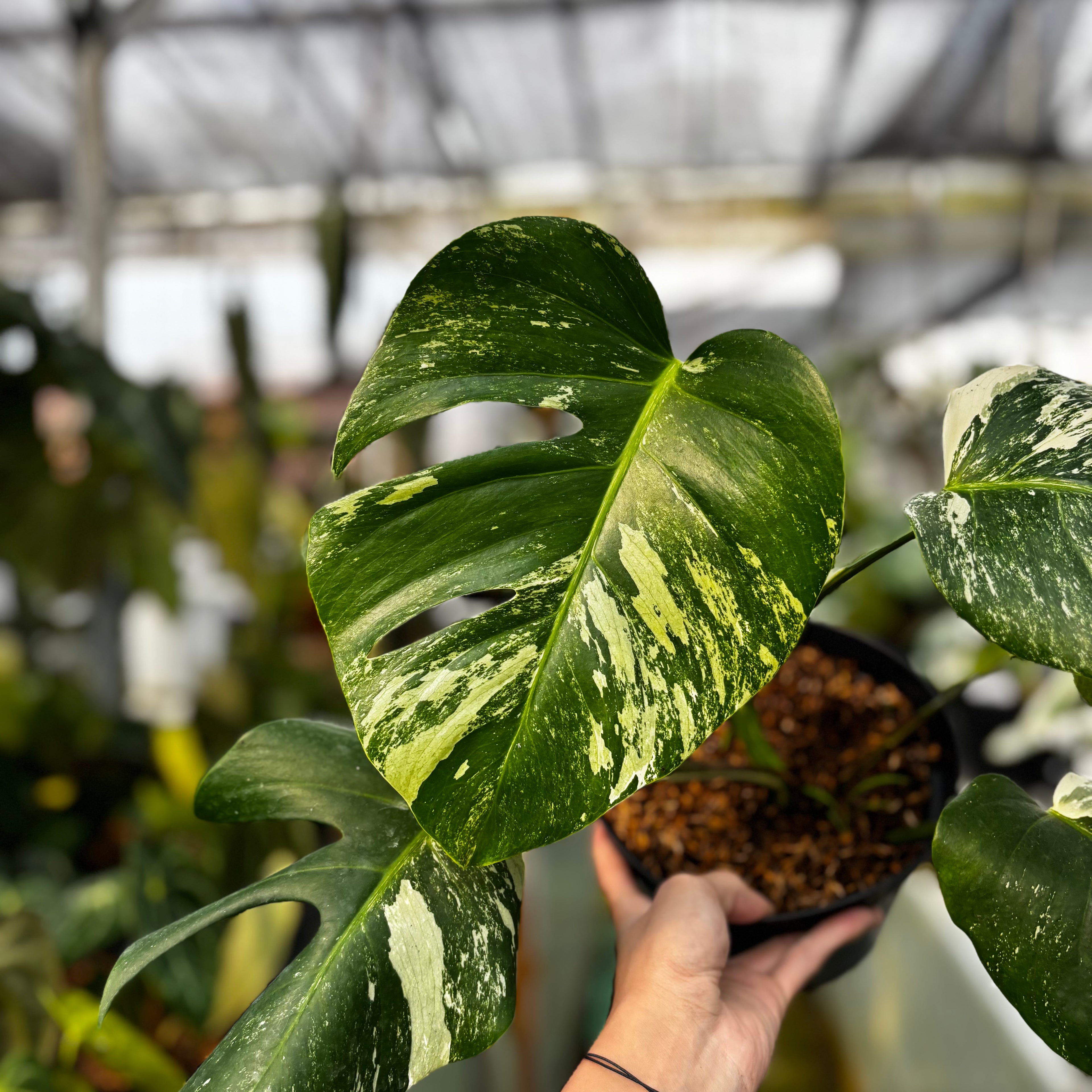 RP025-7 Monstera Albo Variegated