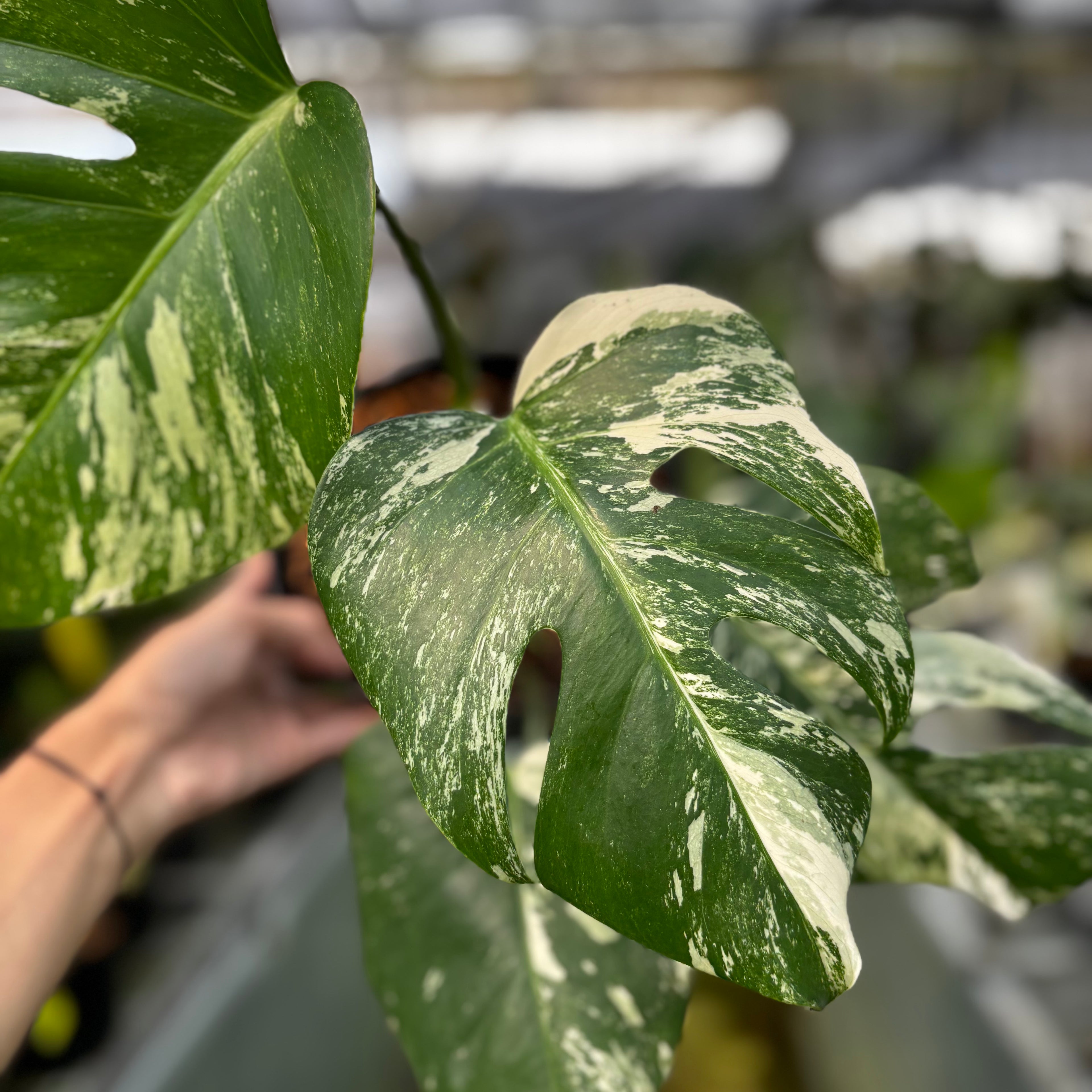RP025-7 Monstera Albo Variegated