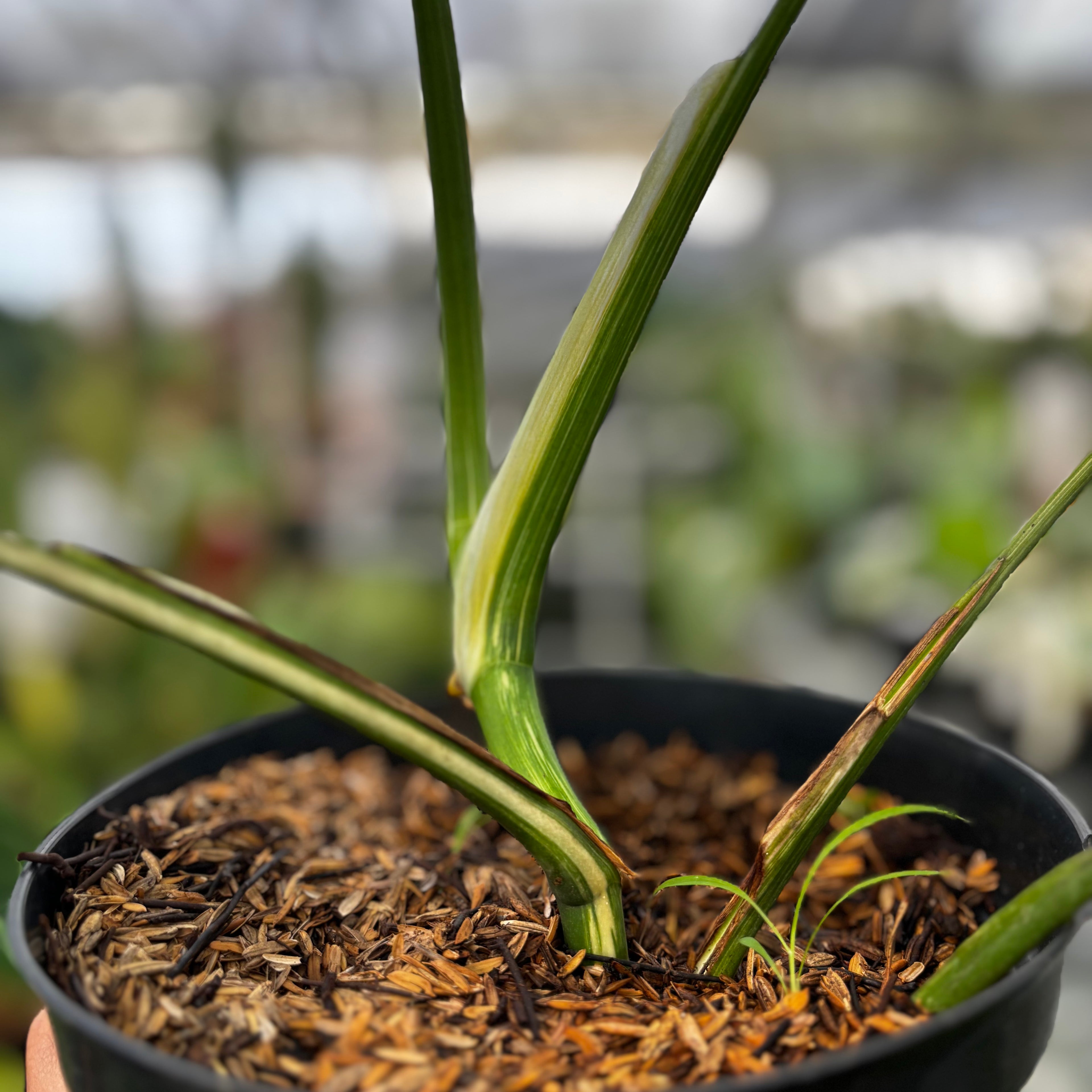 RP025-7 Monstera Albo Variegated