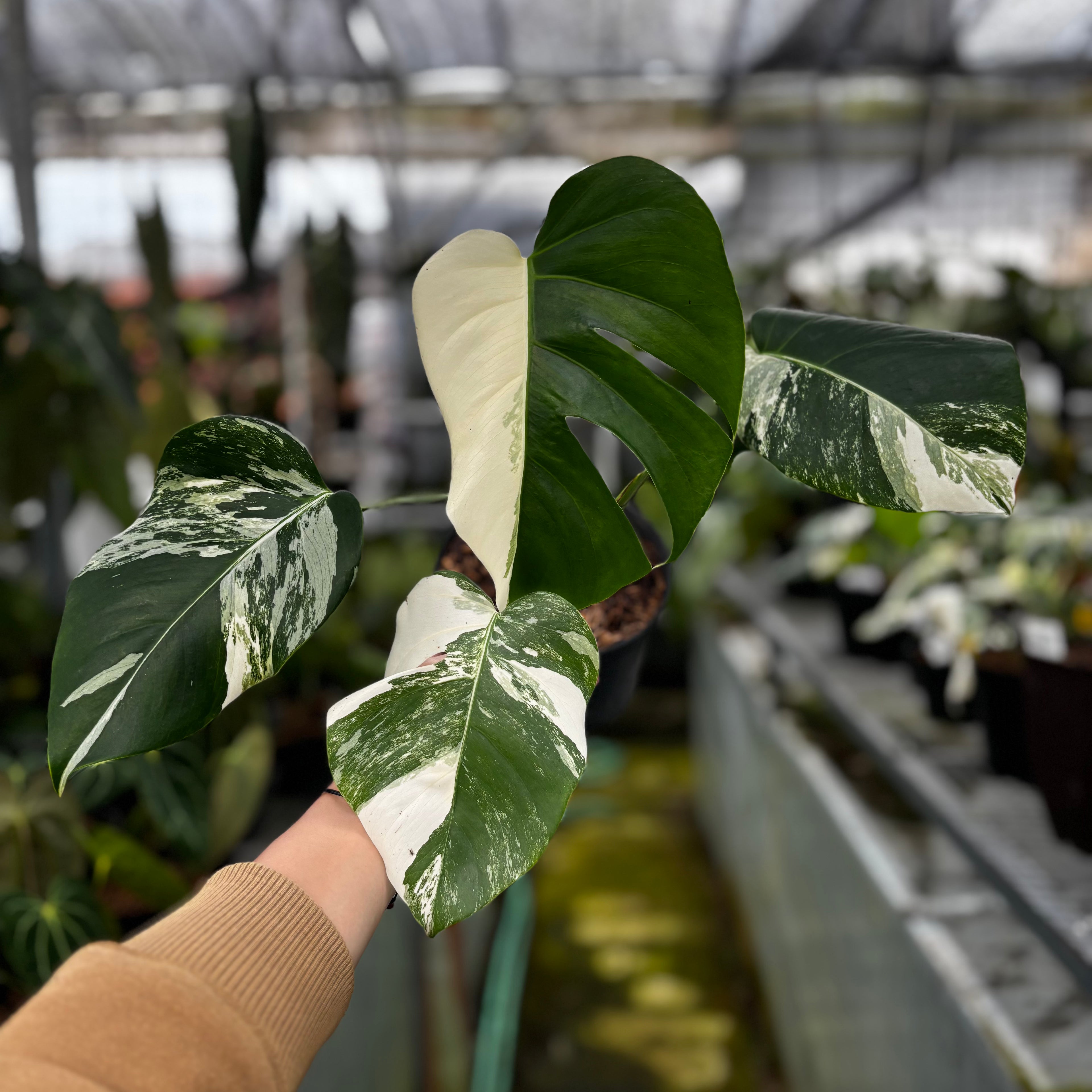 RP026-7 Monstera Albo Variegated