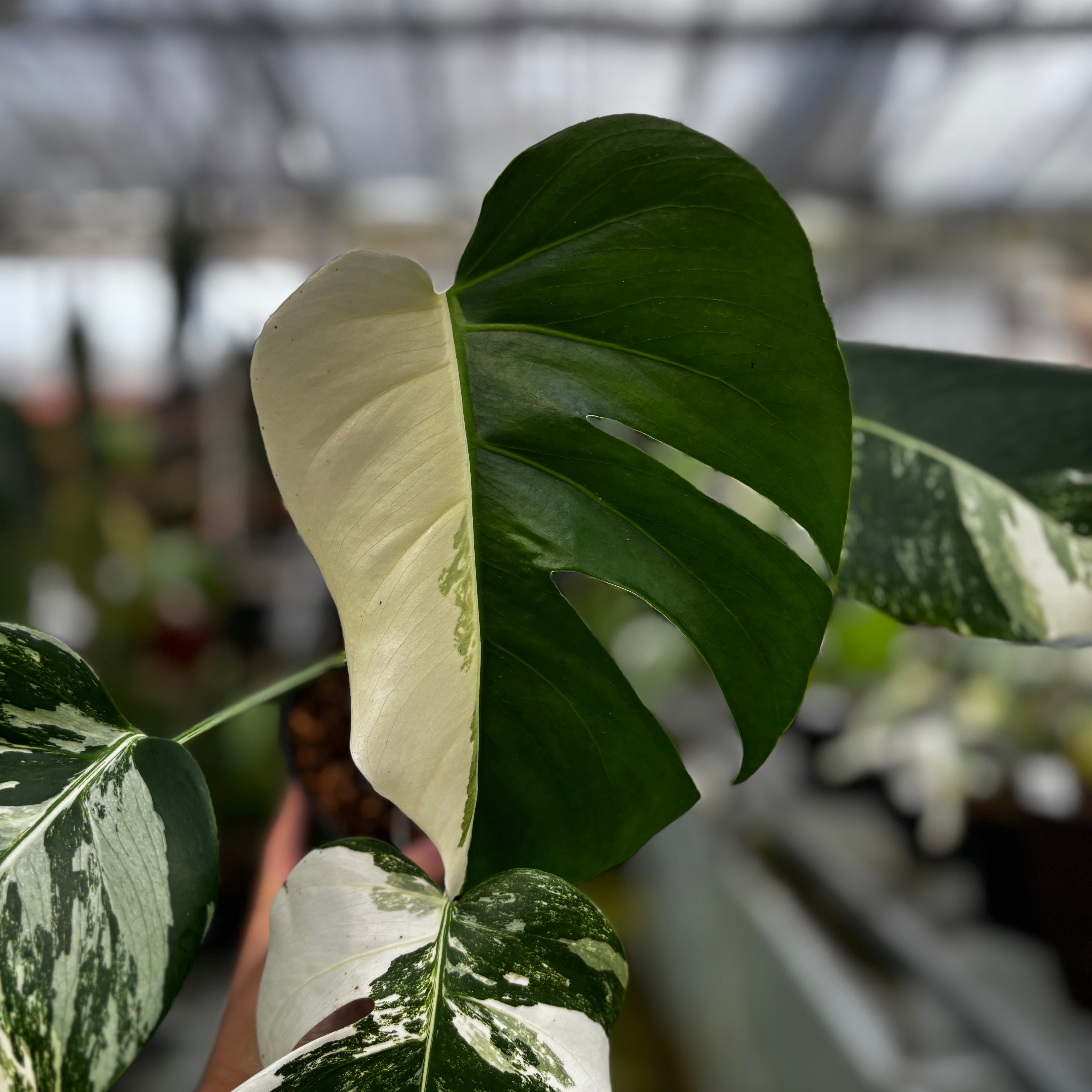 RP026-7 Monstera Albo Variegated