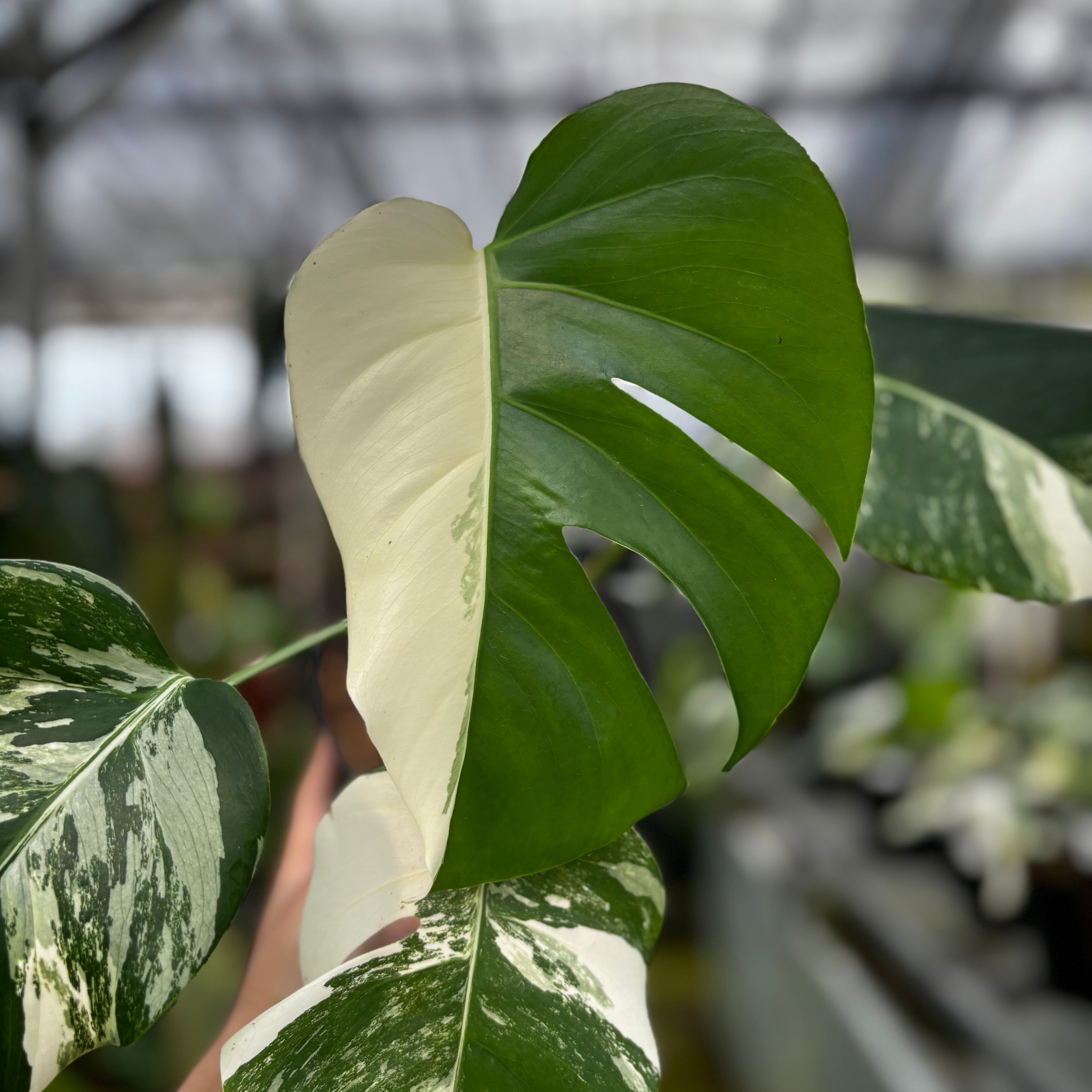 RP026-7 Monstera Albo Variegated