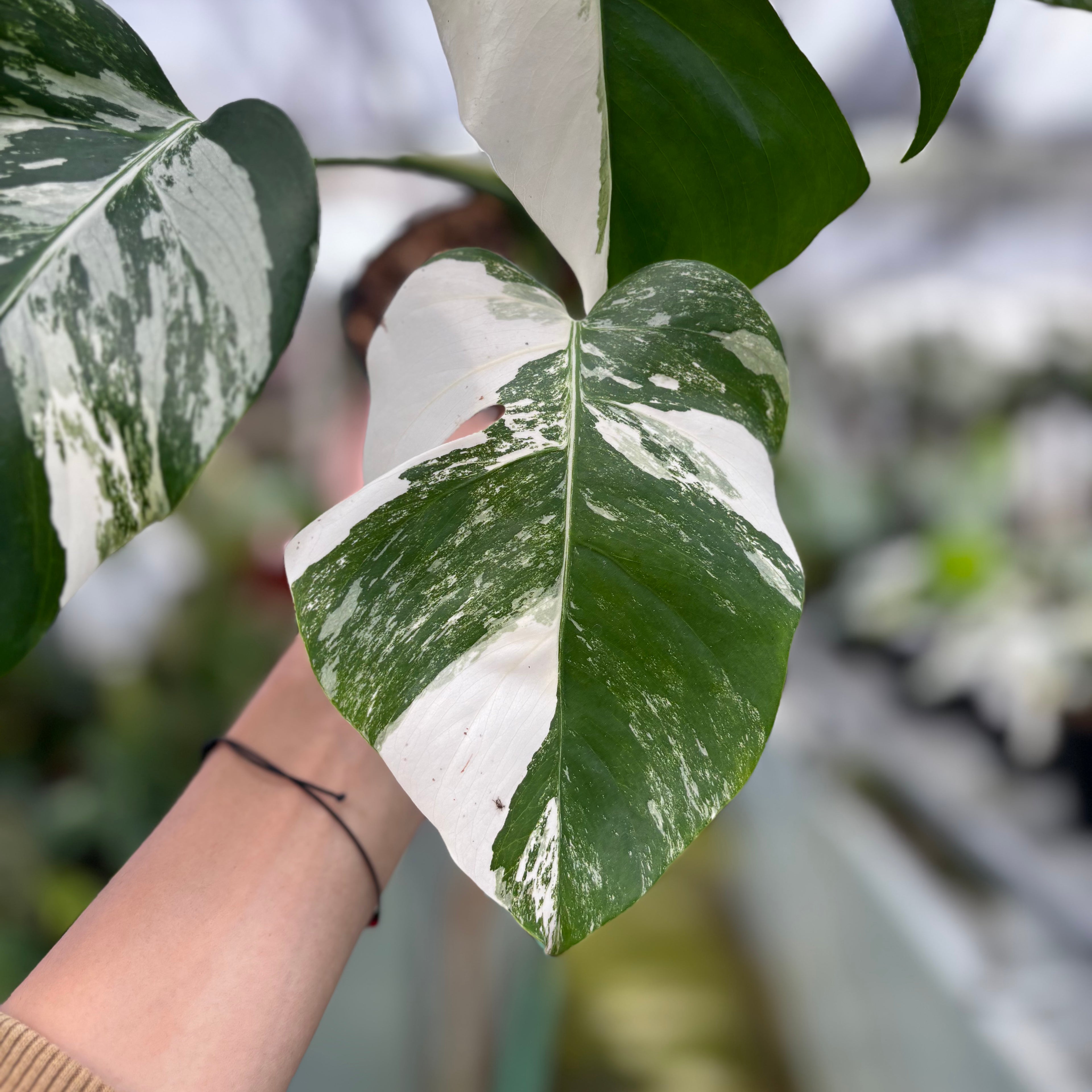 RP026-7 Monstera Albo Variegated