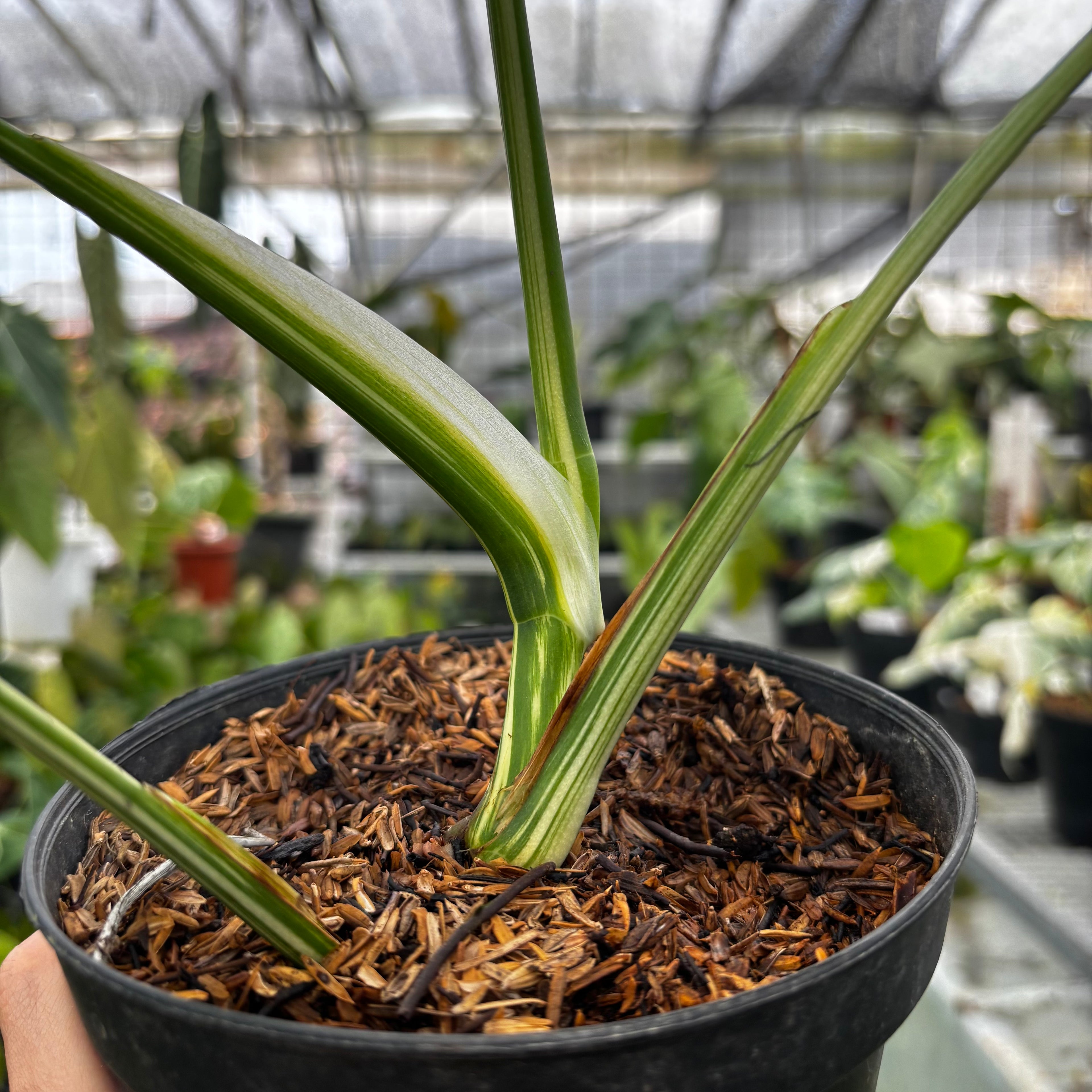 RP026-7 Monstera Albo Variegated
