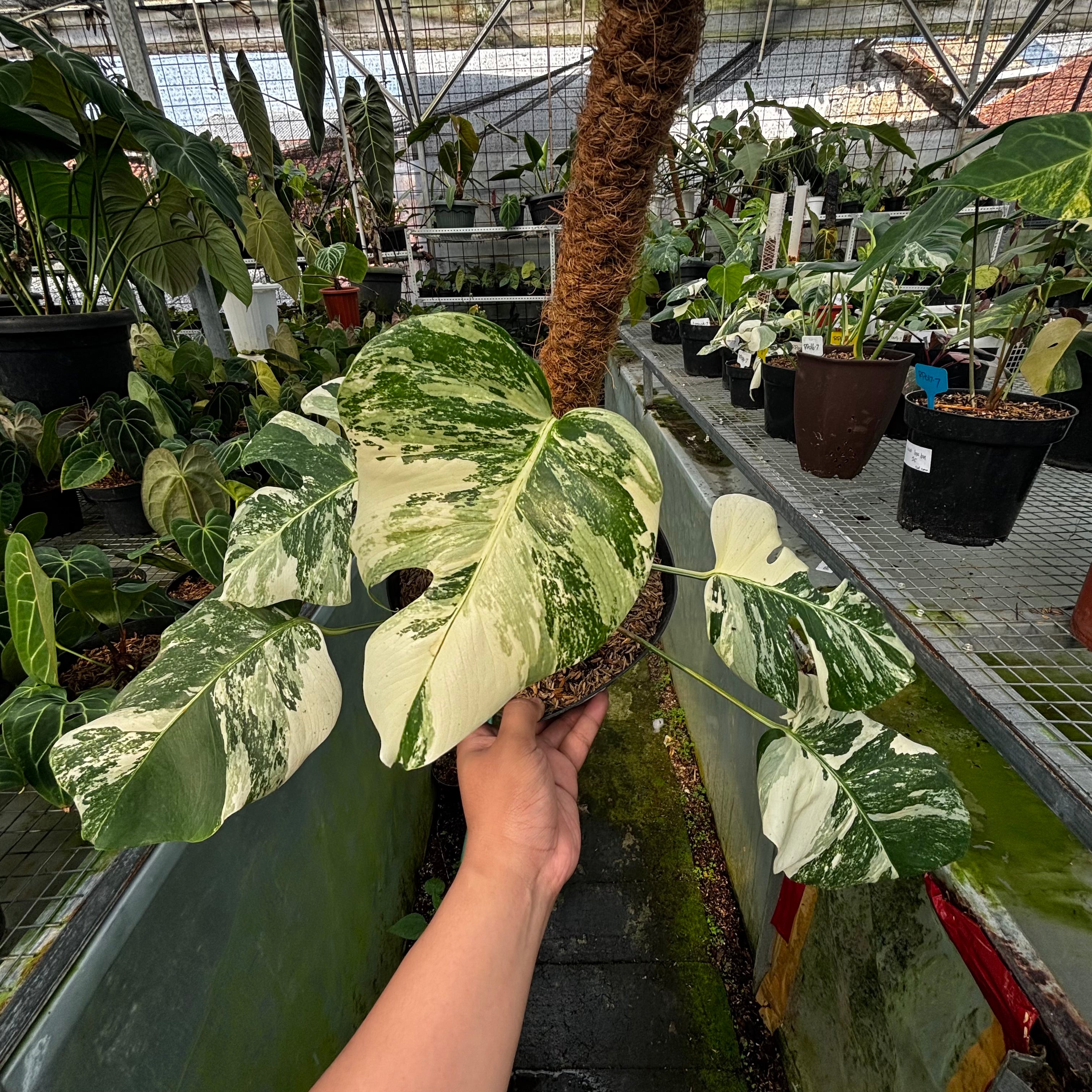 RP027-7 Monstera Albo Variegated