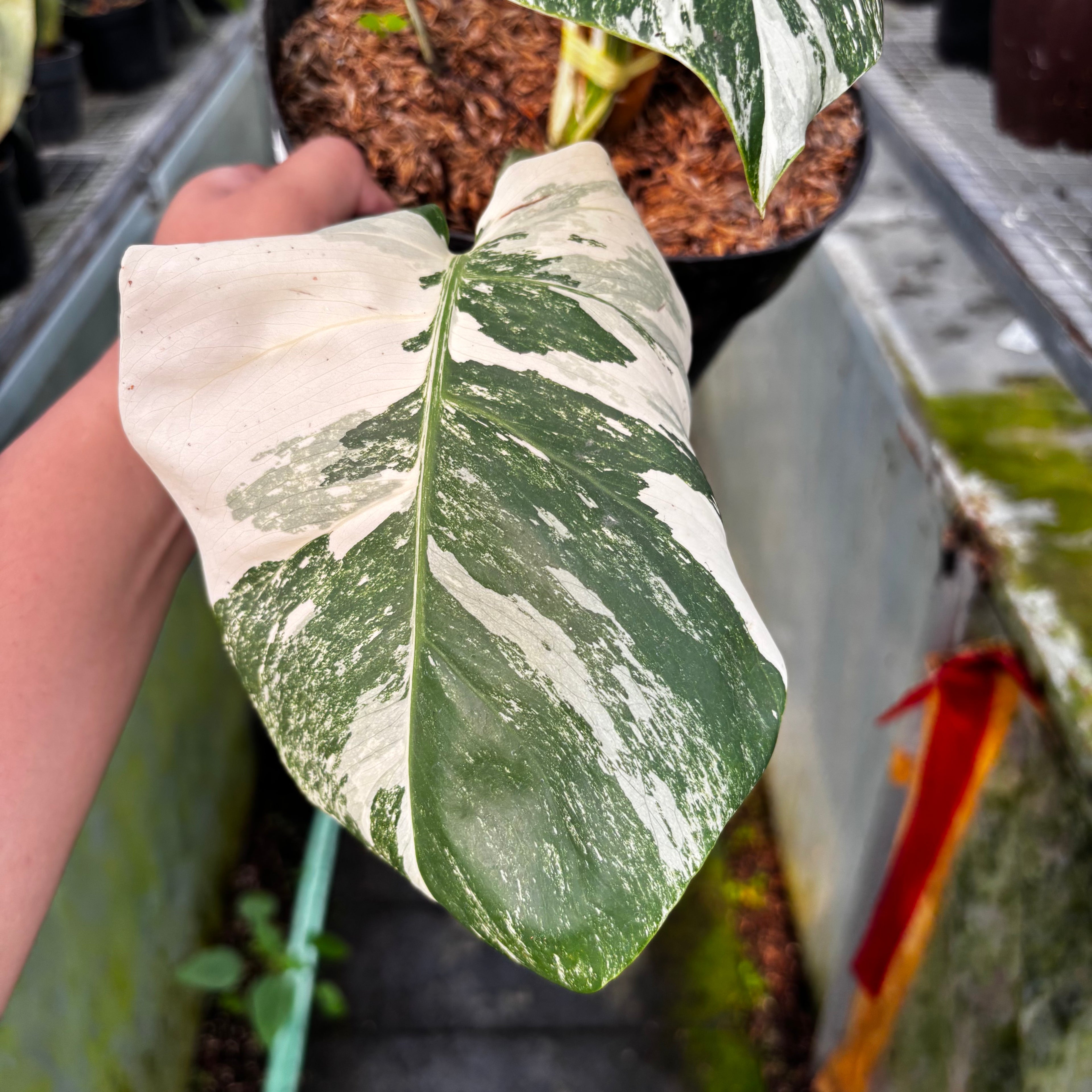 RP027-7 Monstera Albo Variegated