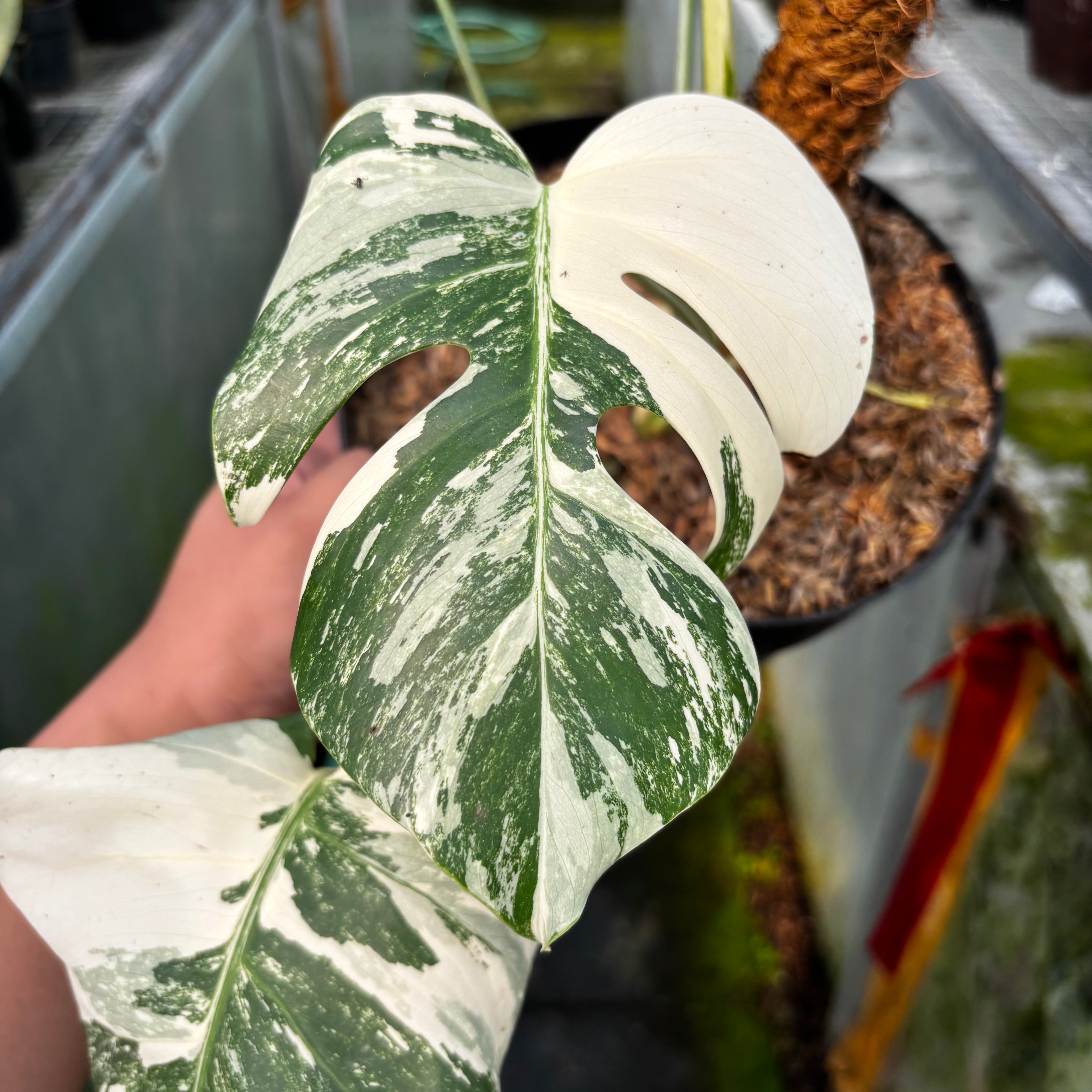 RP027-7 Monstera Albo Variegated