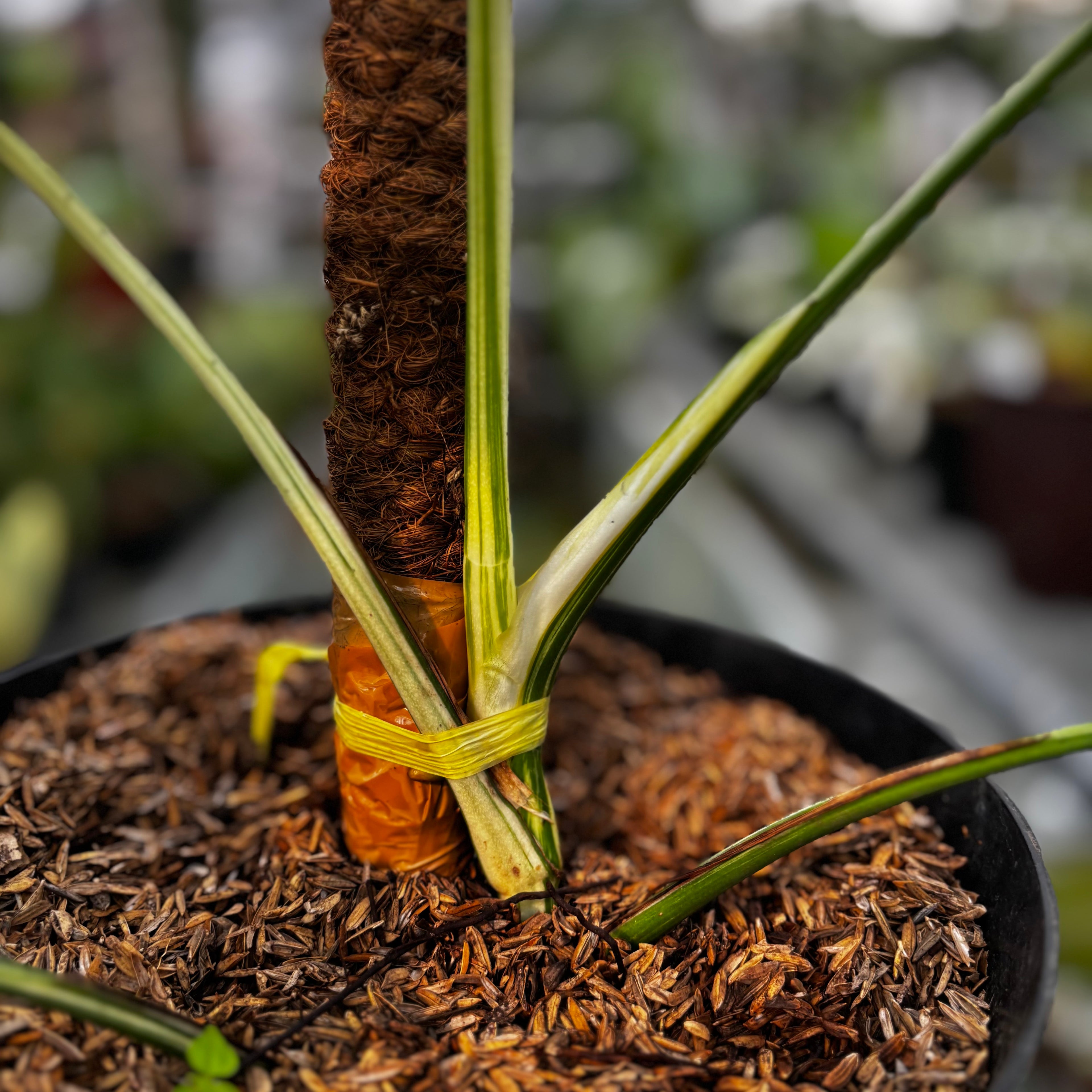 RP027-7 Monstera Albo Variegated