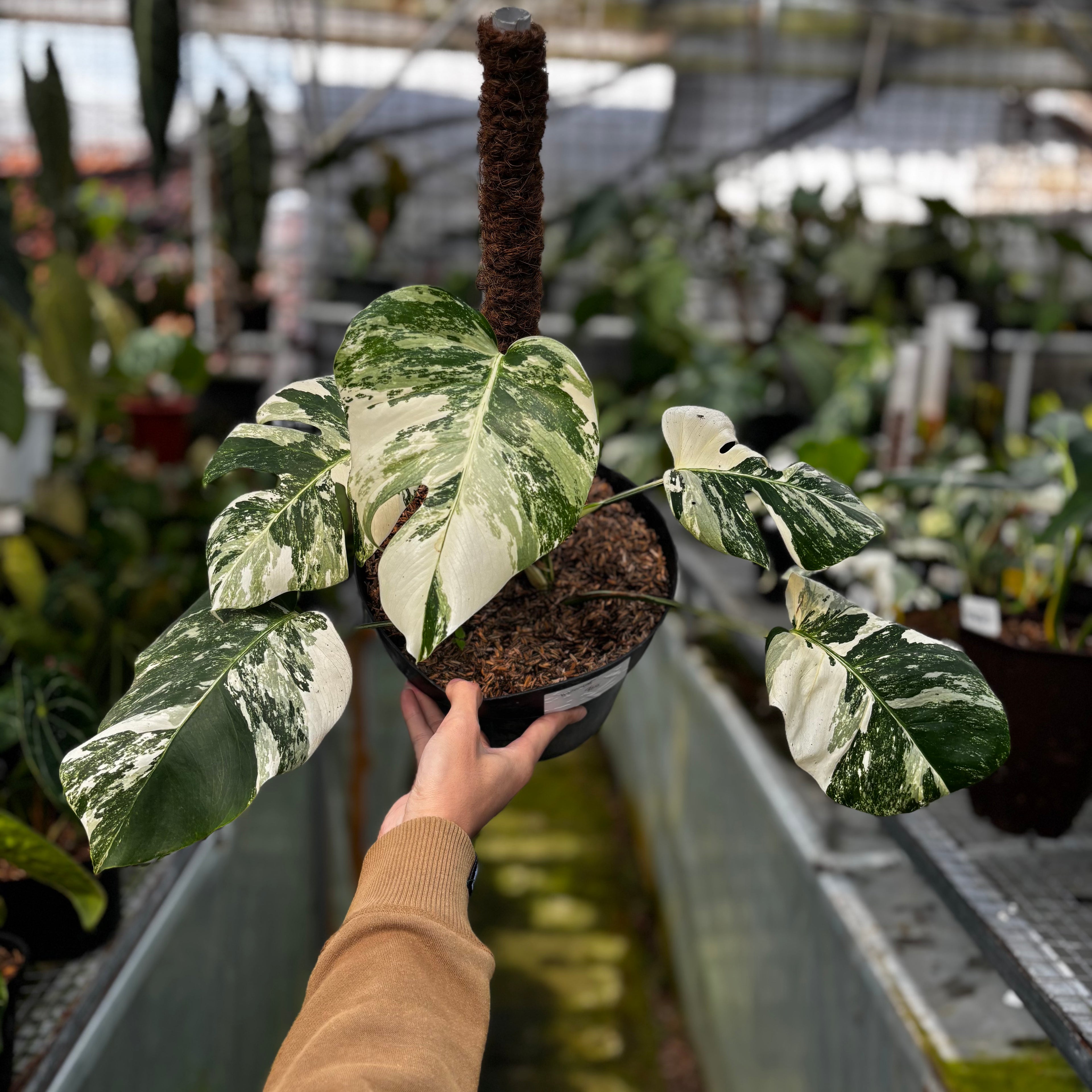 RP027-7 Monstera Albo Variegated
