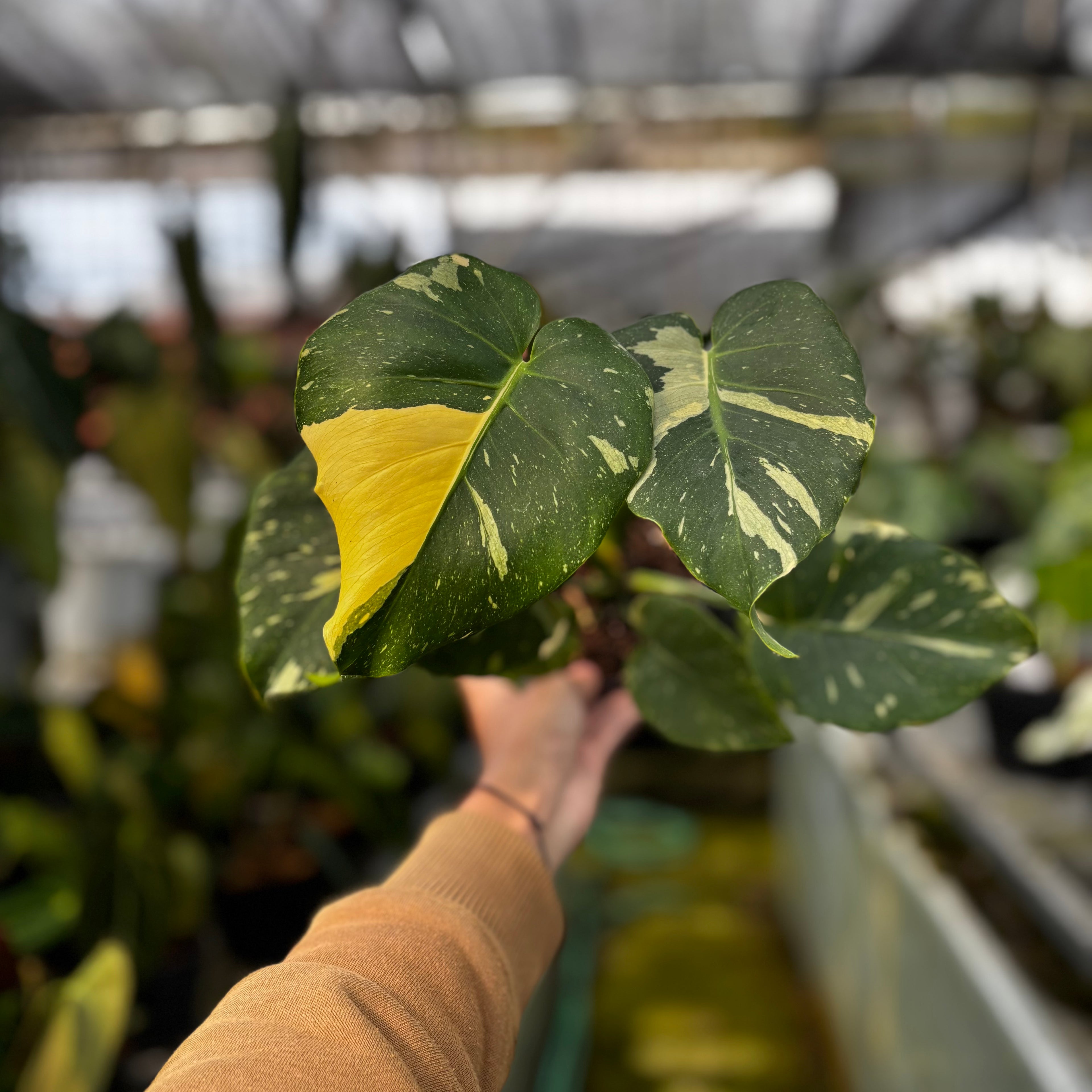 RP029-7 Monstera Thai Constellation Mutation