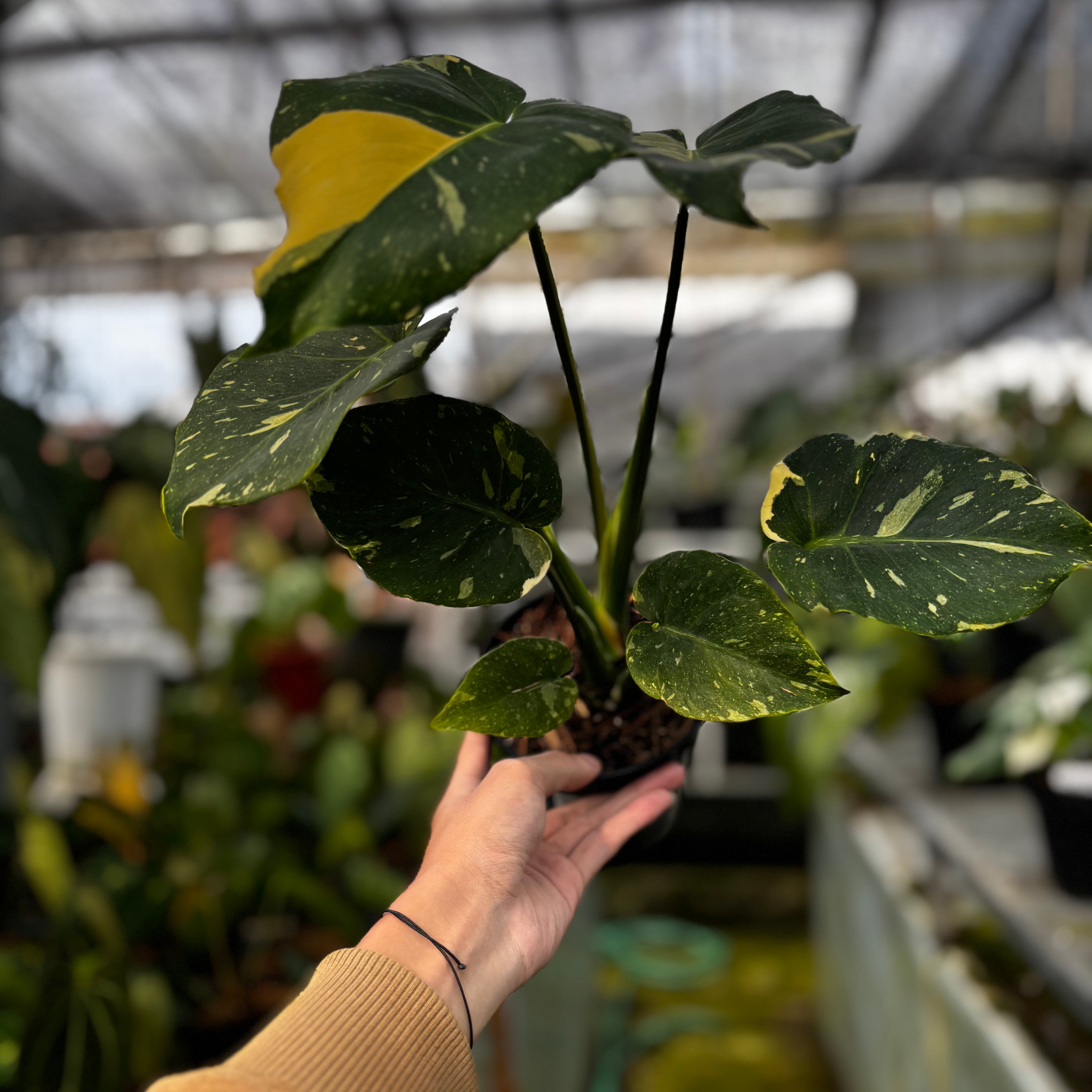 RP029-7 Monstera Thai Constellation Mutation