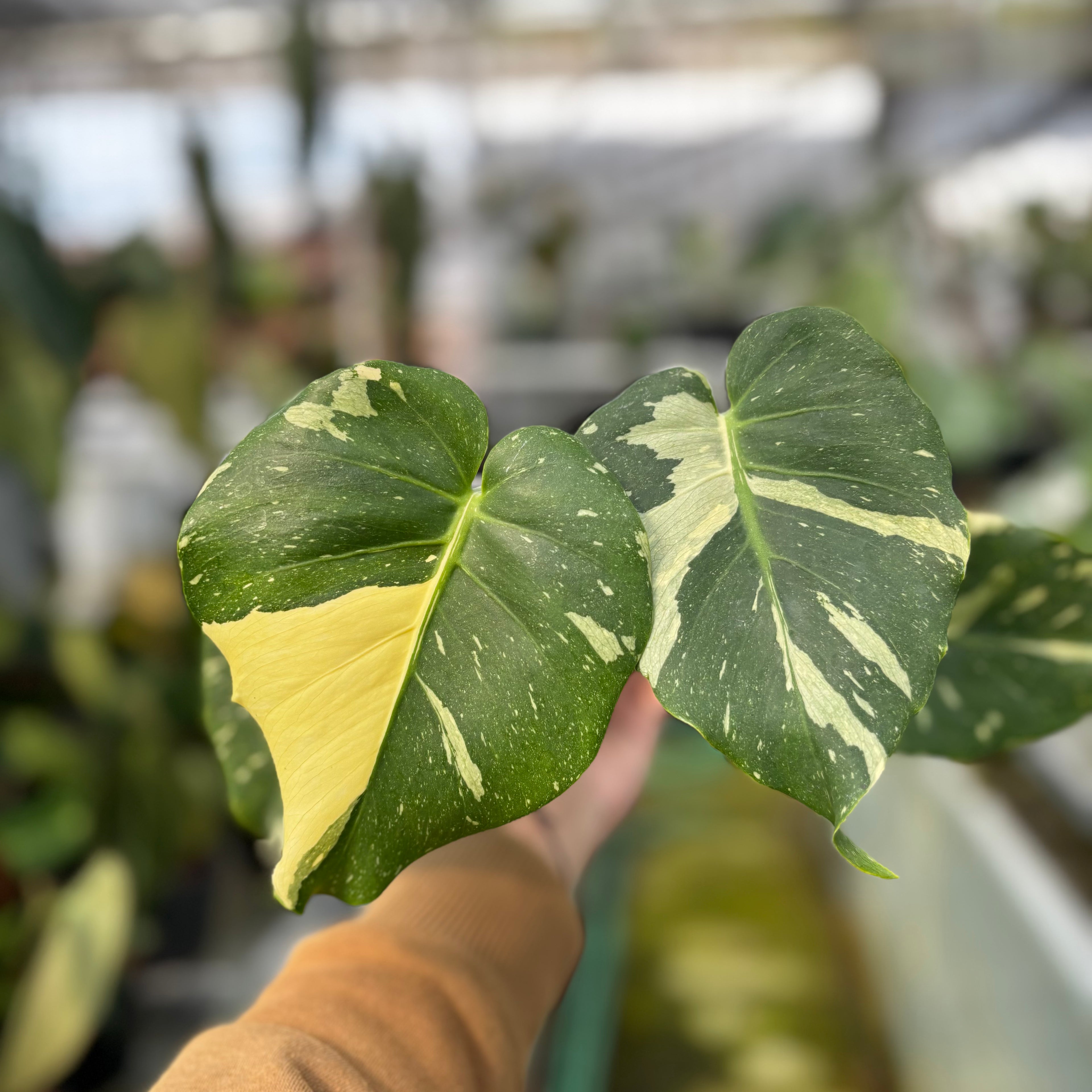 RP029-7 Monstera Thai Constellation Mutation