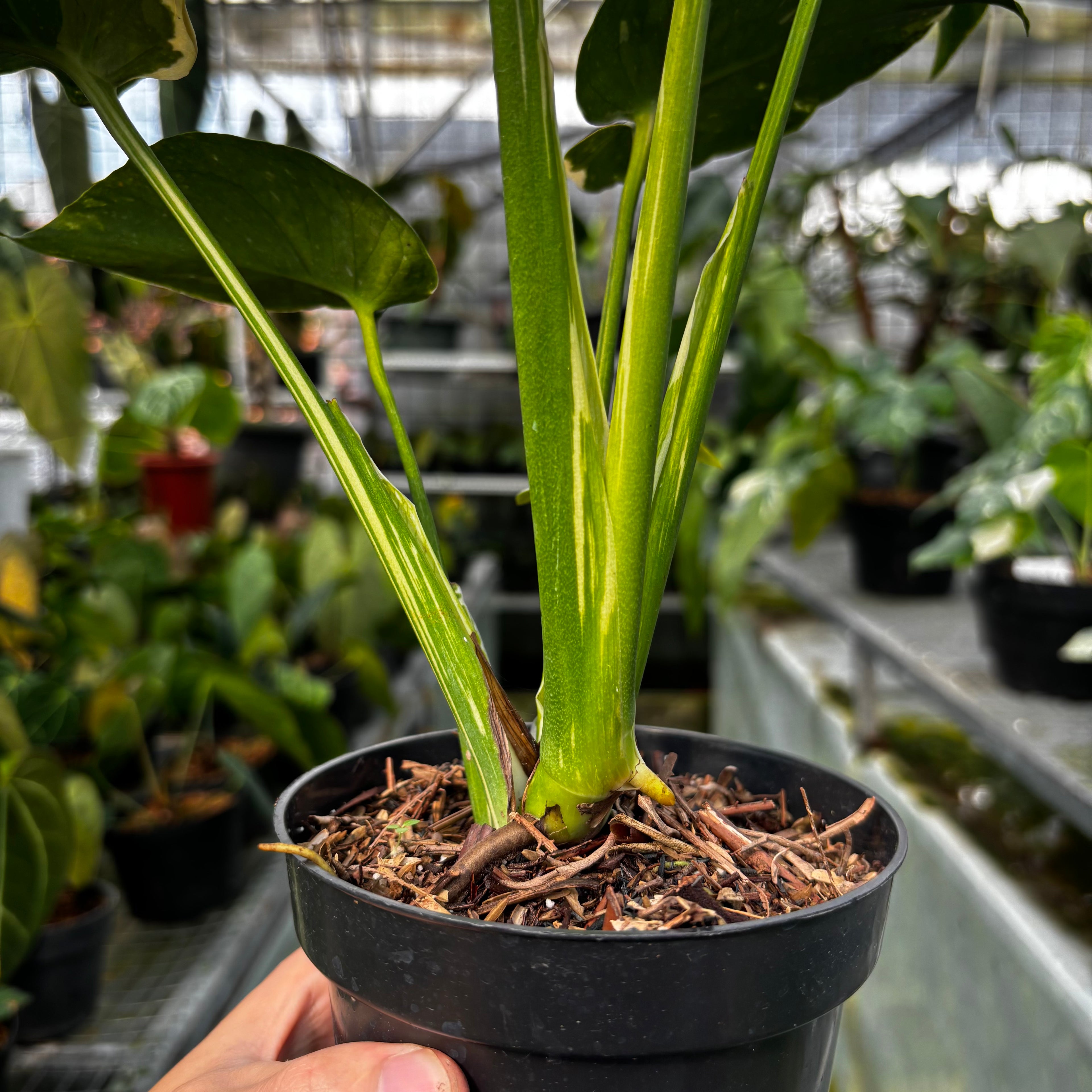RP029-7 Monstera Thai Constellation Mutation