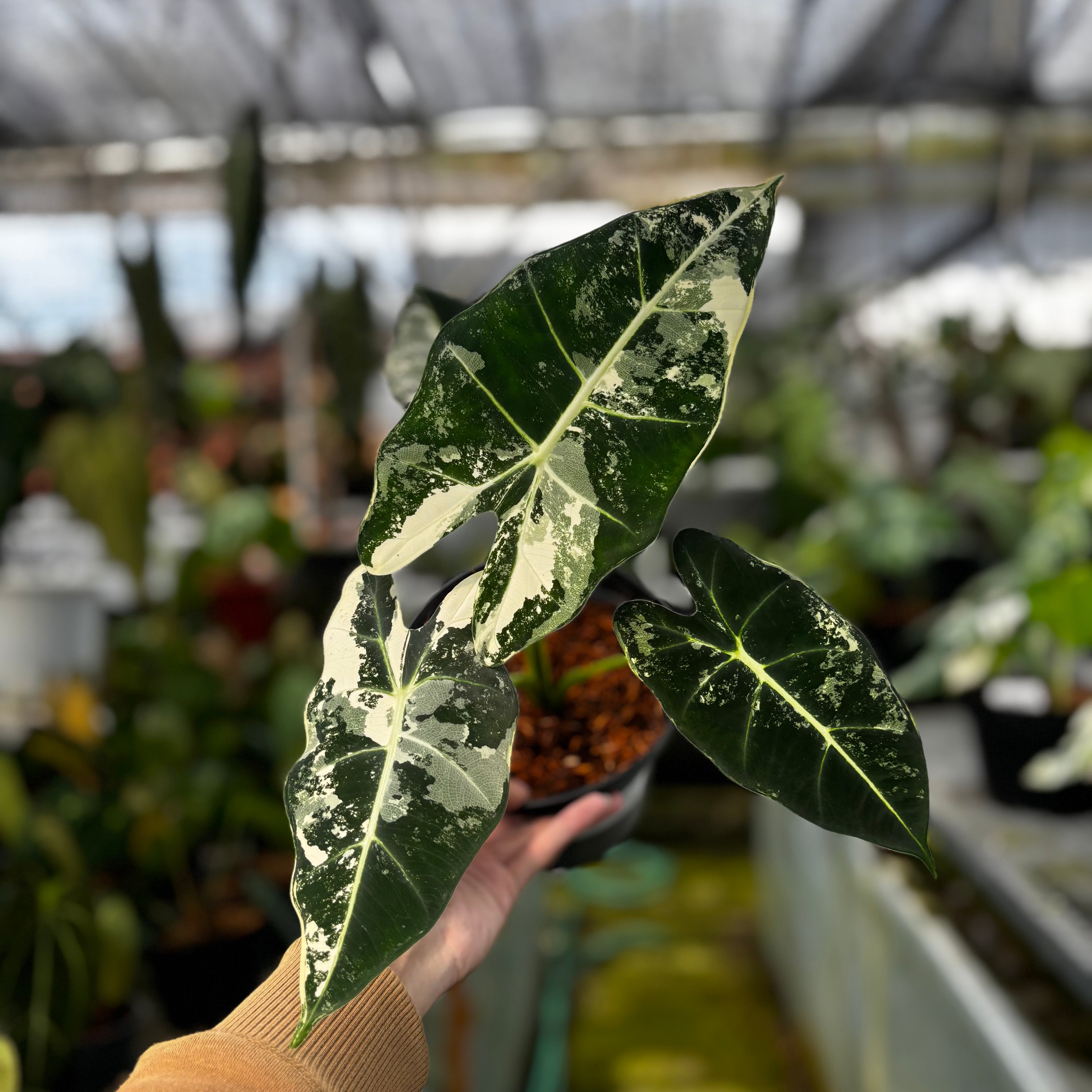 RP030-7 Alocasia Frydek Variegated