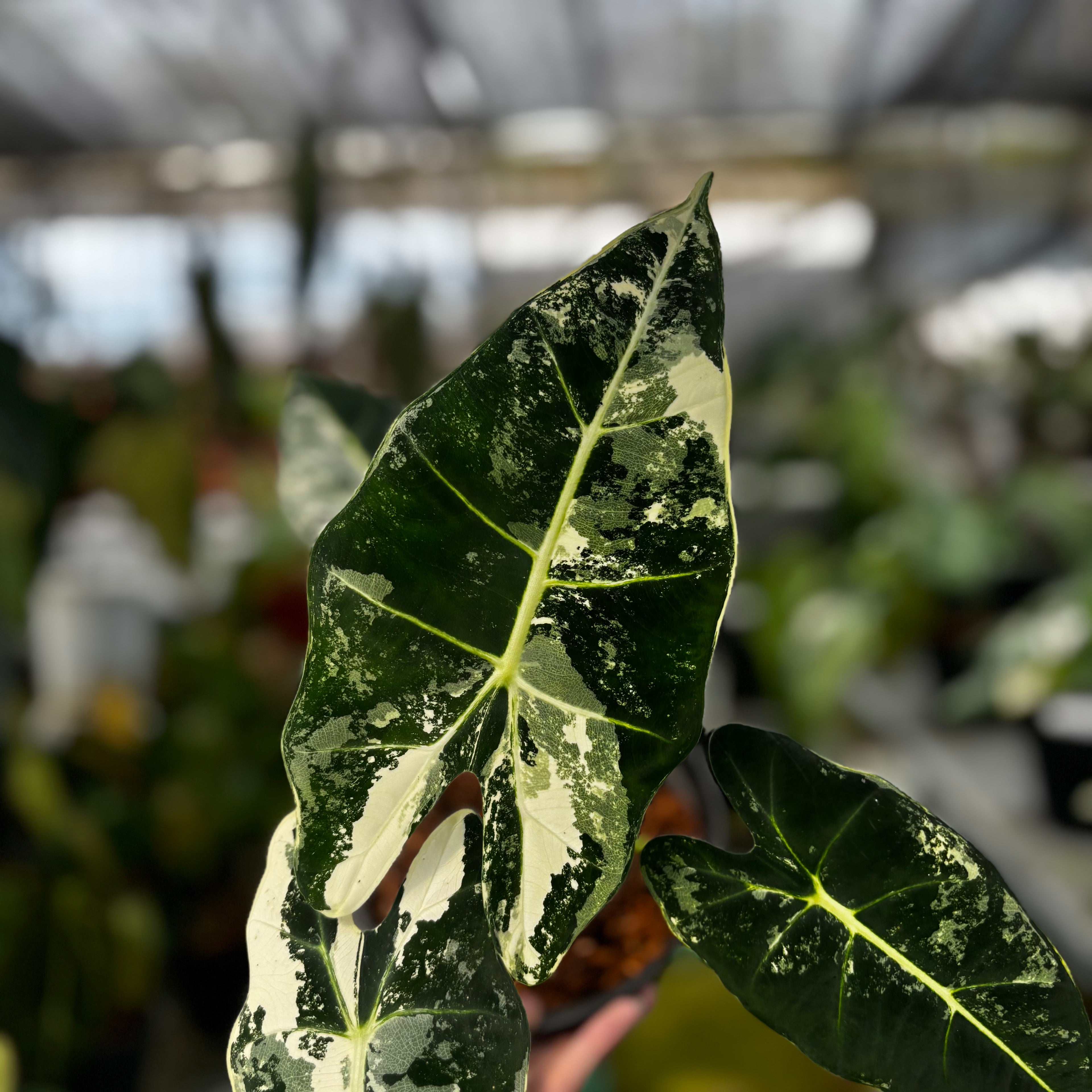 RP030-7 Alocasia Frydek Variegated