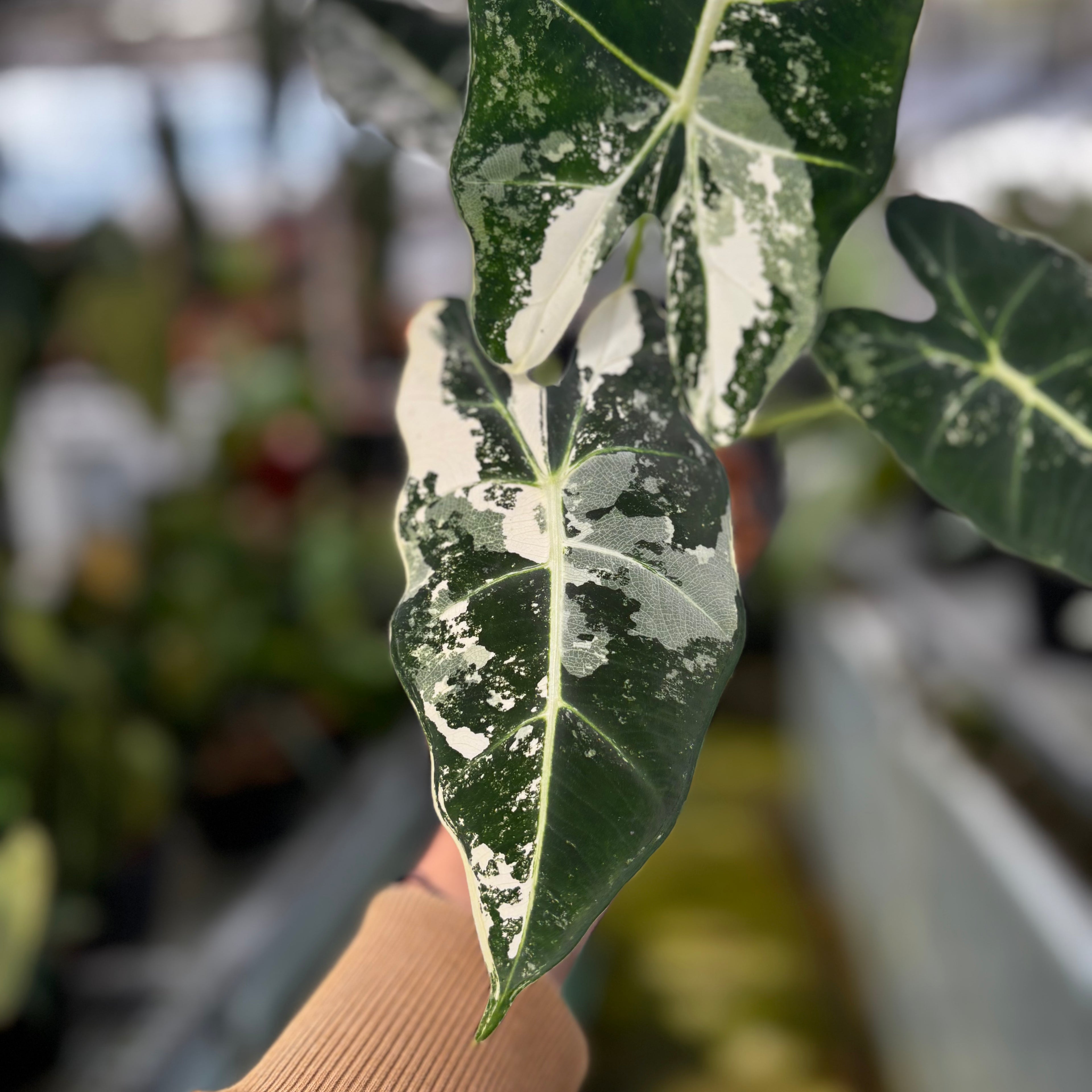 RP030-7 Alocasia Frydek Variegated