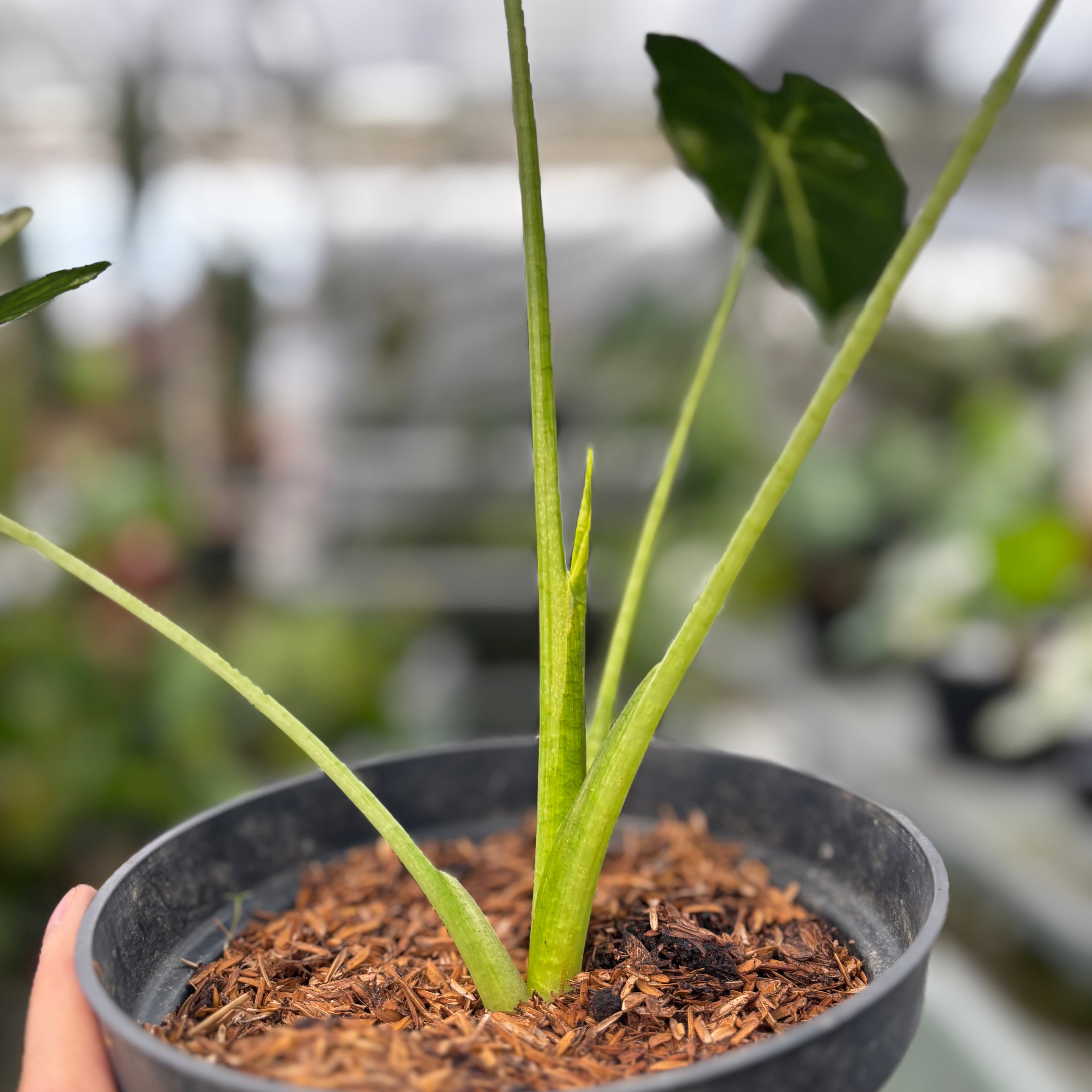 RP030-7 Alocasia Frydek Variegated