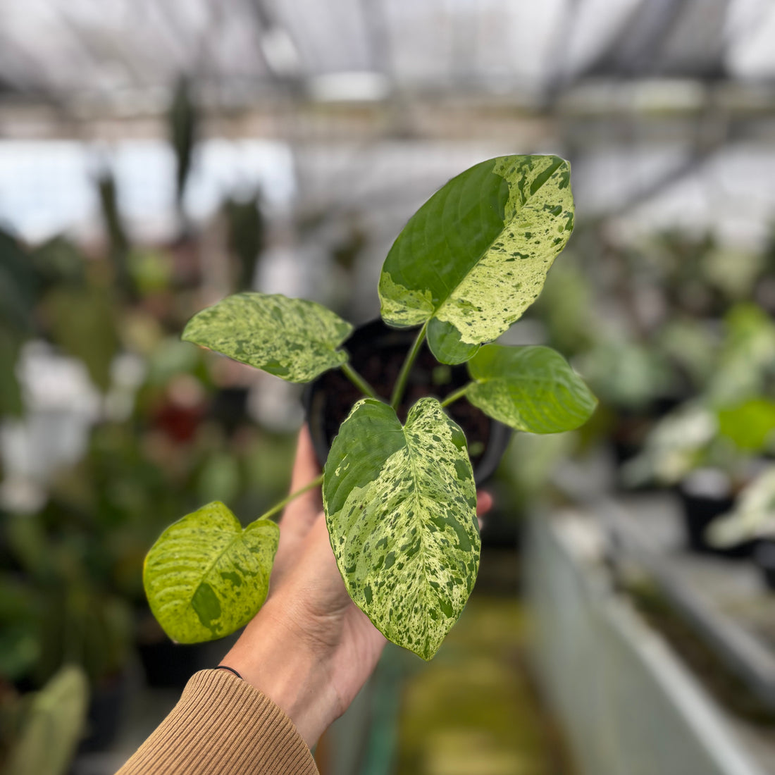 Homalomena yellow variegated Sp Borneo