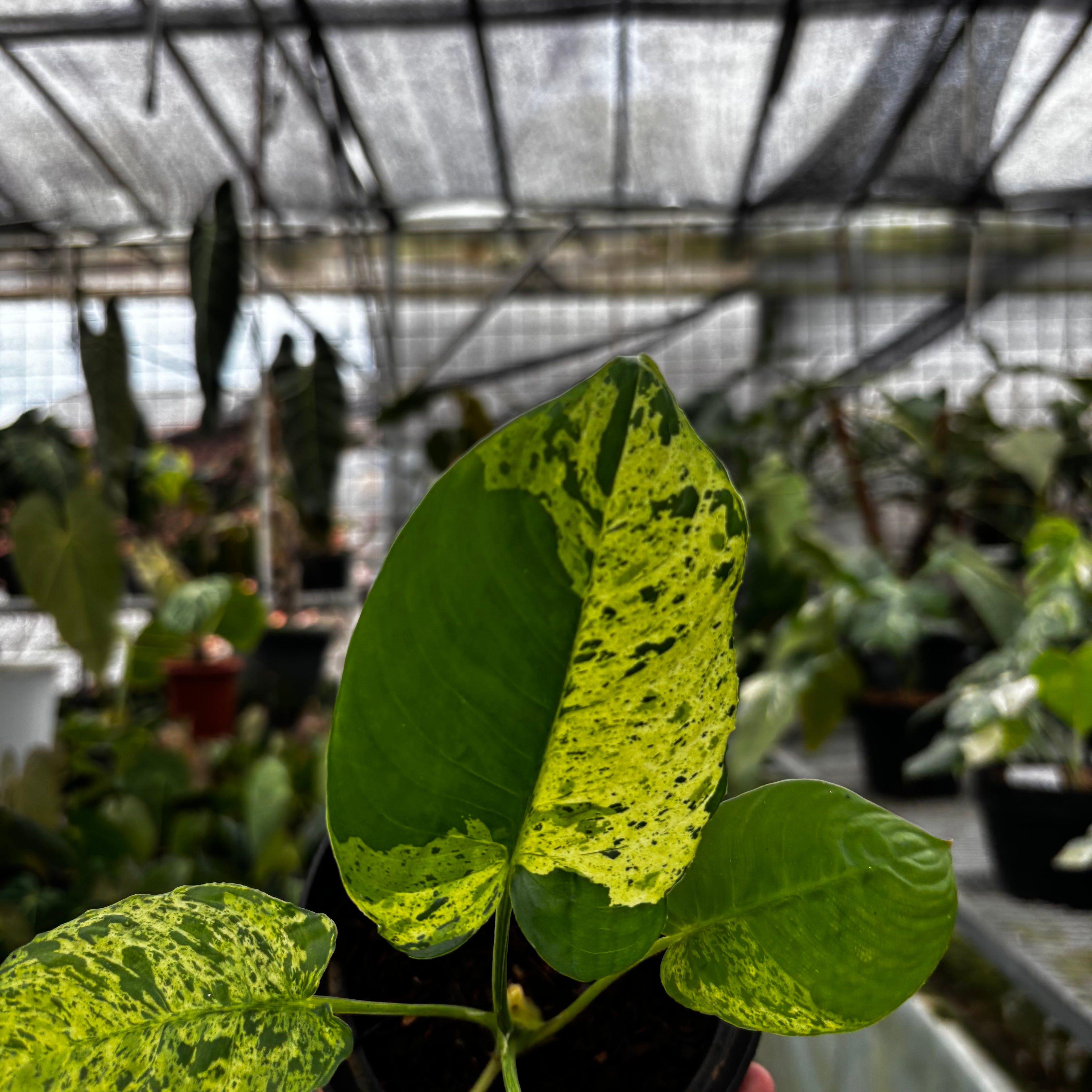 RP031-7 Homalomena Yellow Variegated Sp Borneo