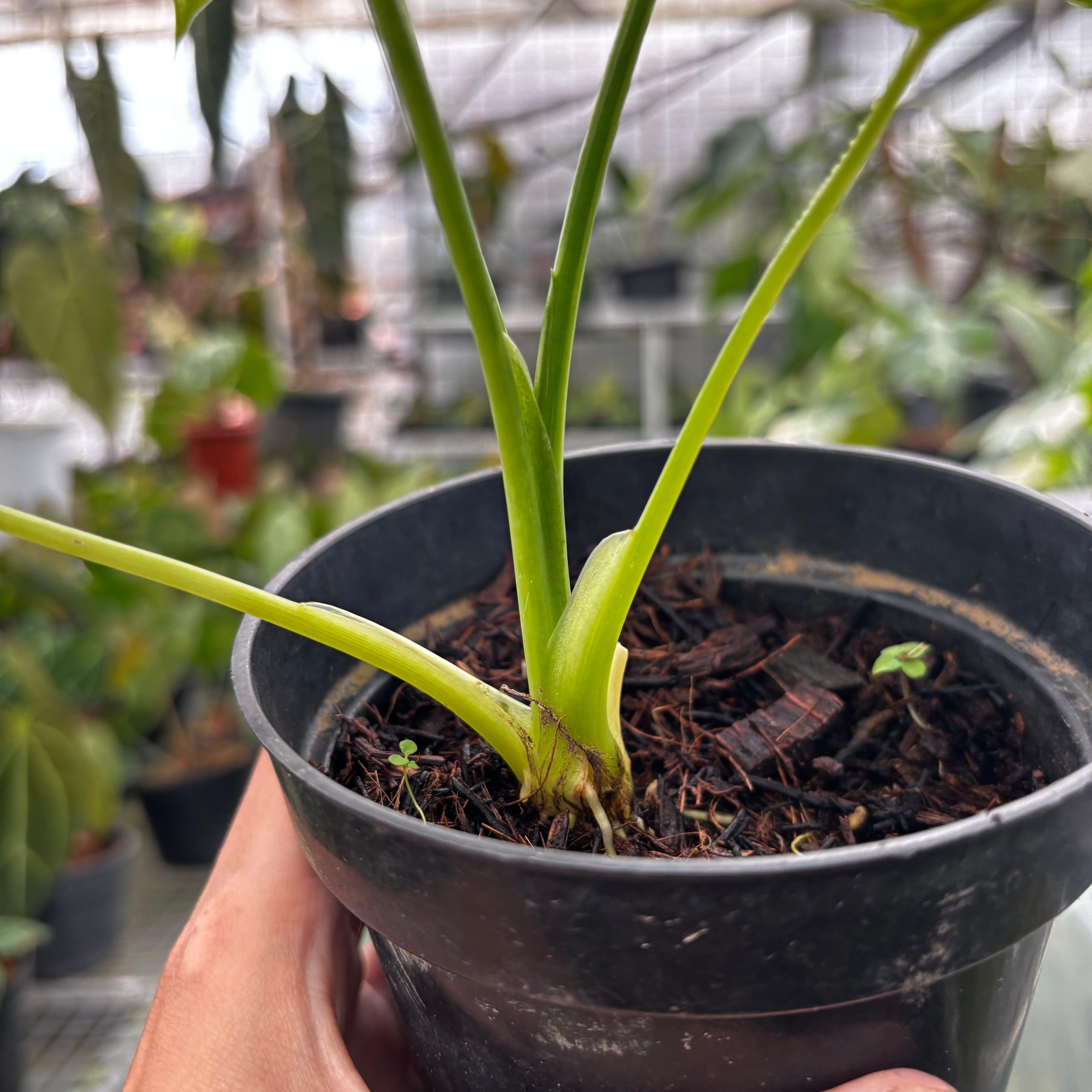 RP031-7 Homalomena Yellow Variegated Sp Borneo
