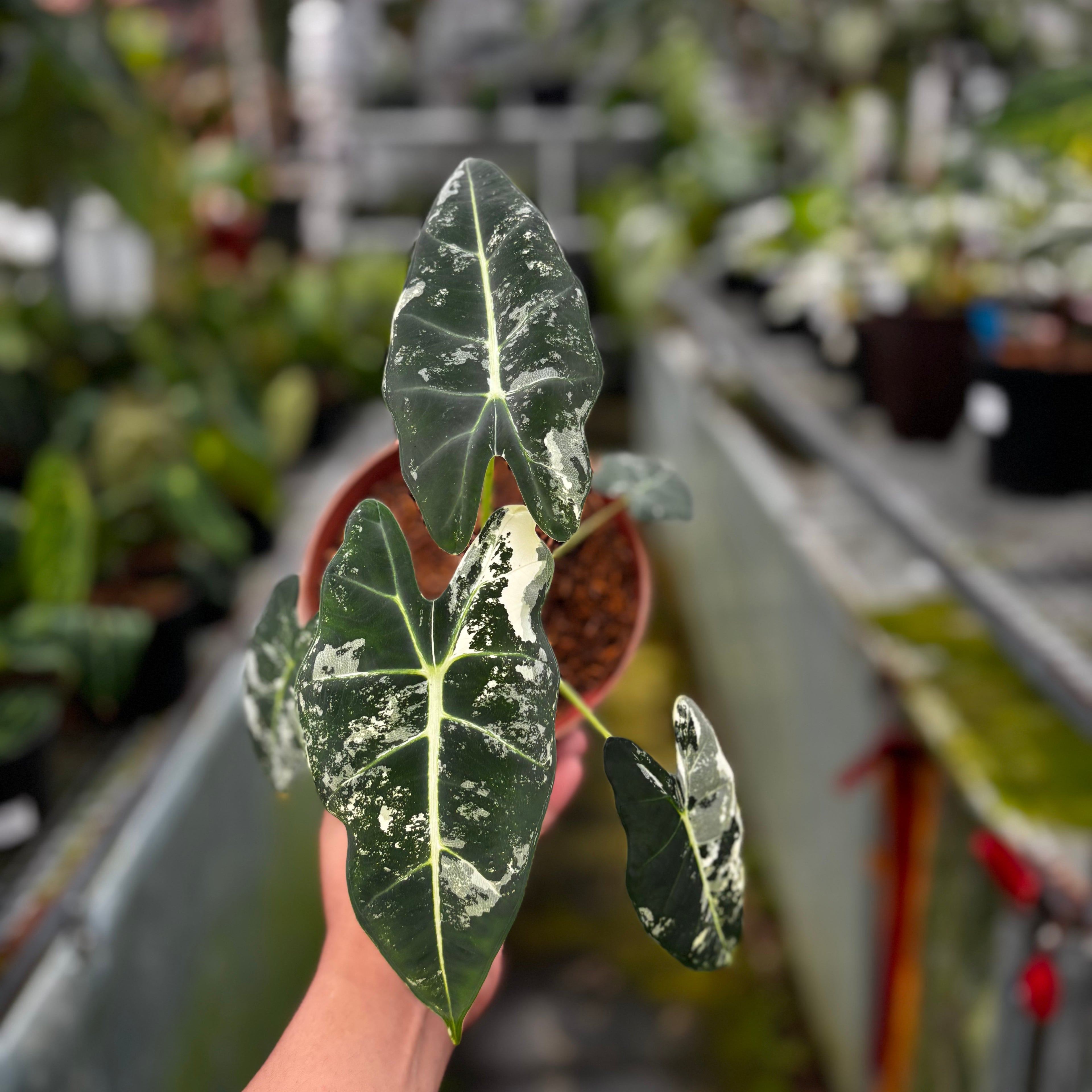 RP032-7 Alocasia Frydek Variegated