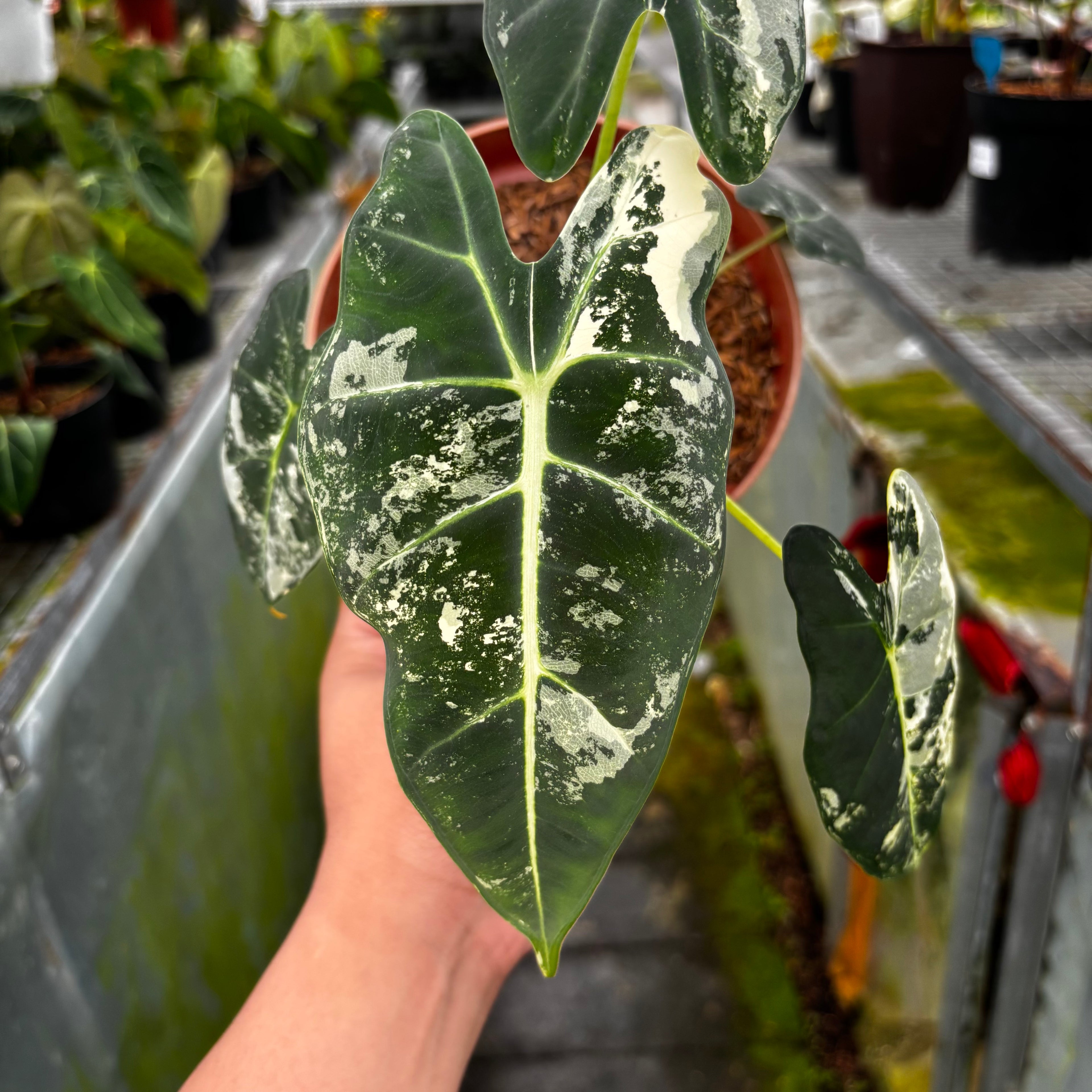 RP032-7 Alocasia Frydek Variegated