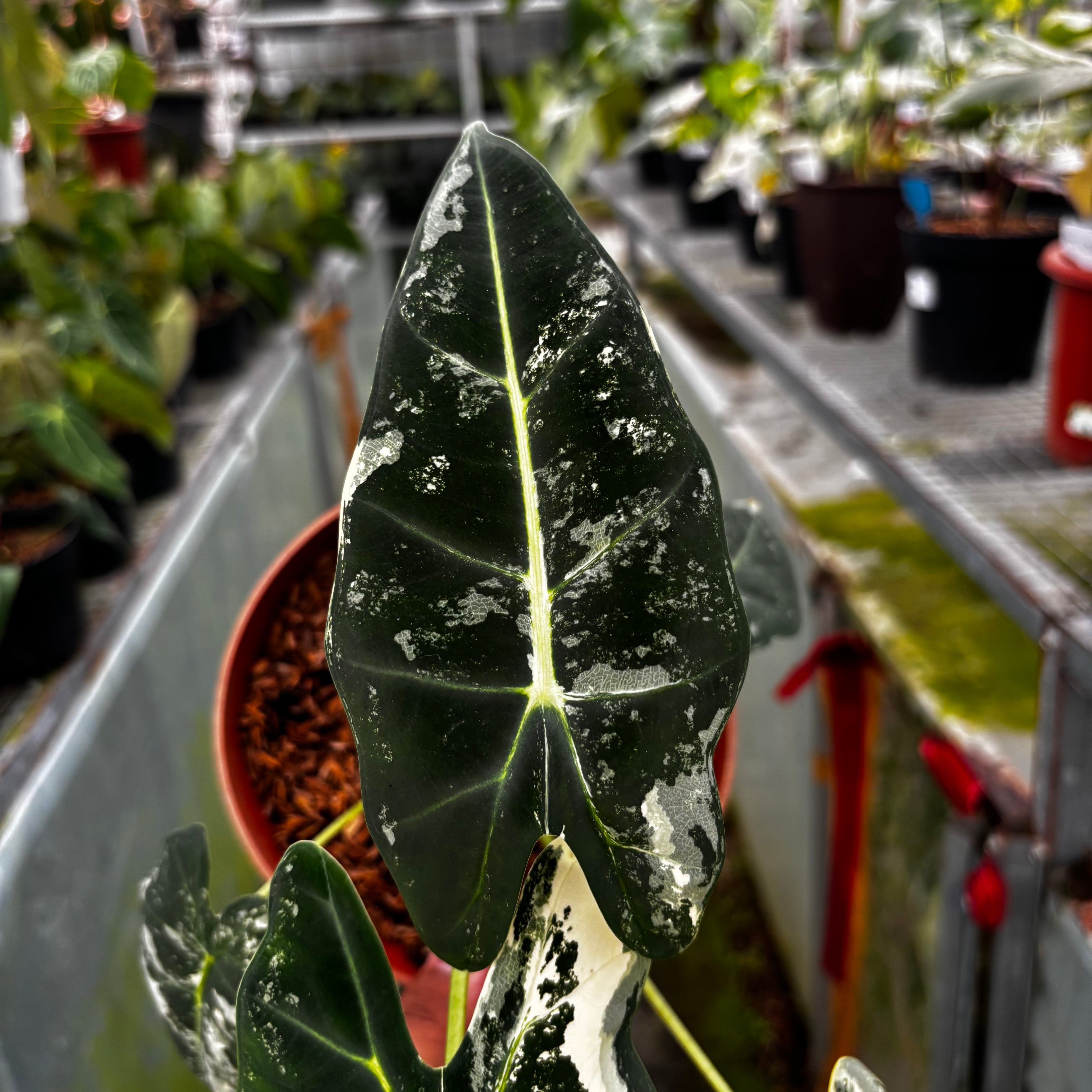 RP032-7 Alocasia Frydek Variegated