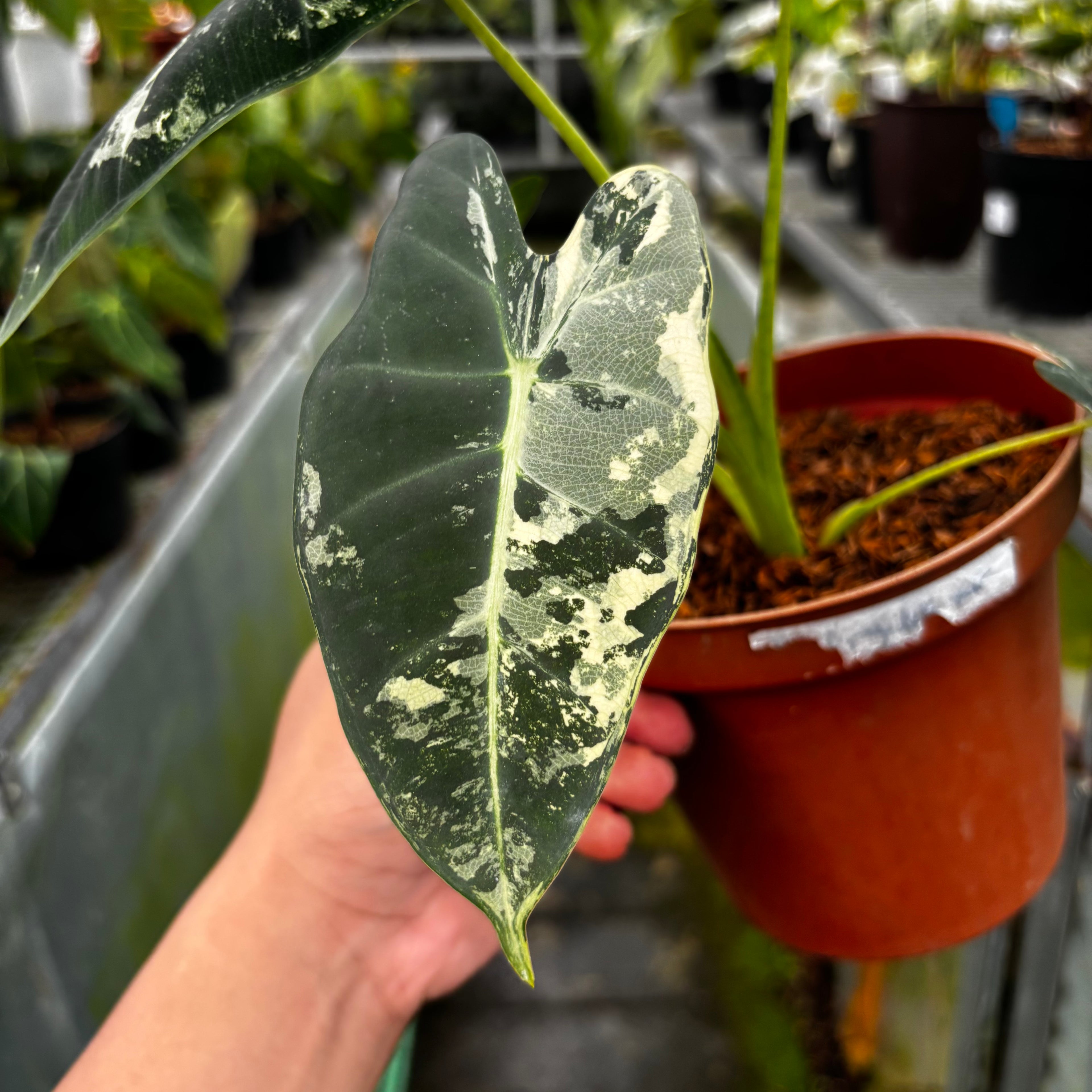 RP032-7 Alocasia Frydek Variegated